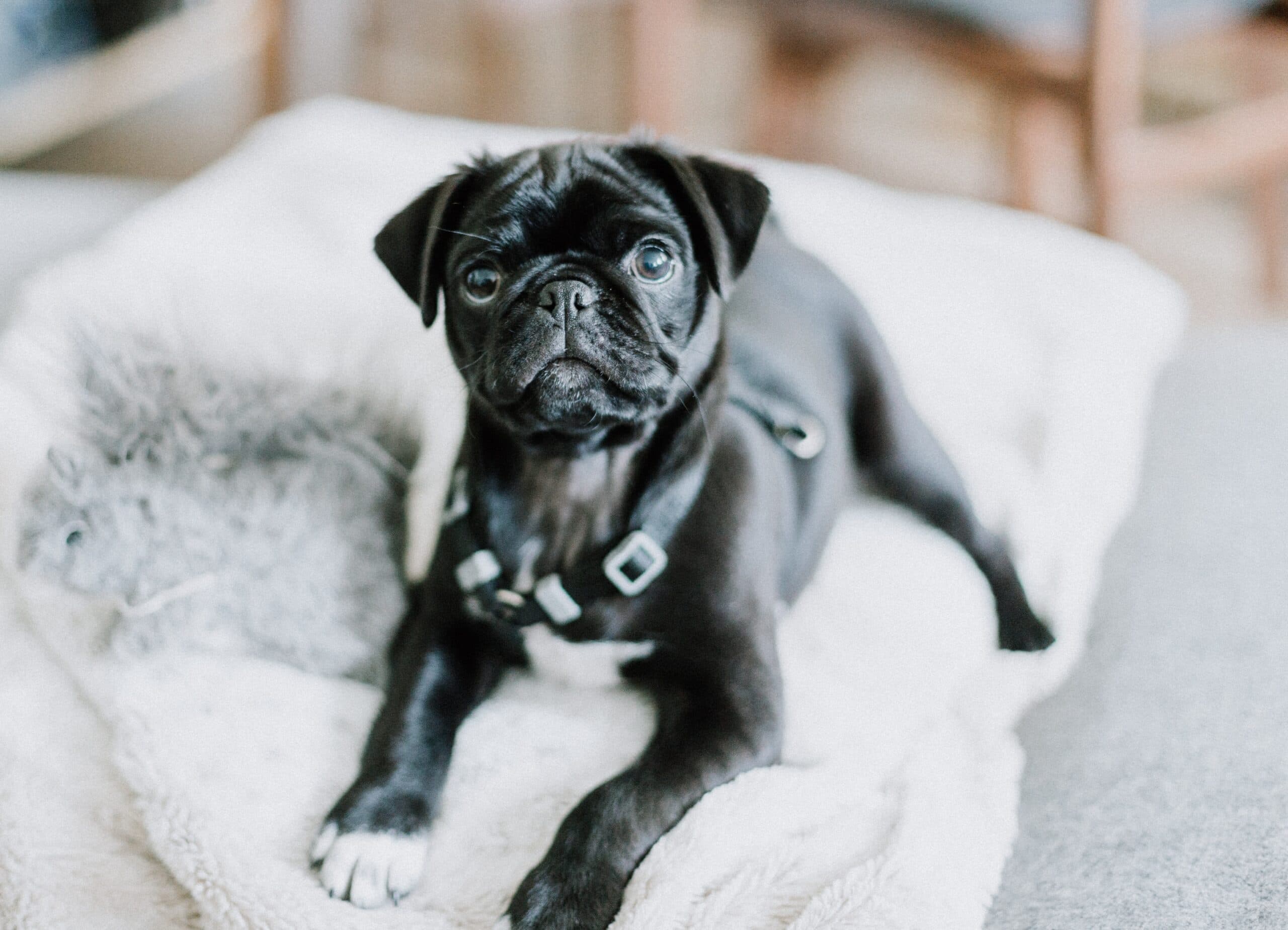 Names for Black Dogs