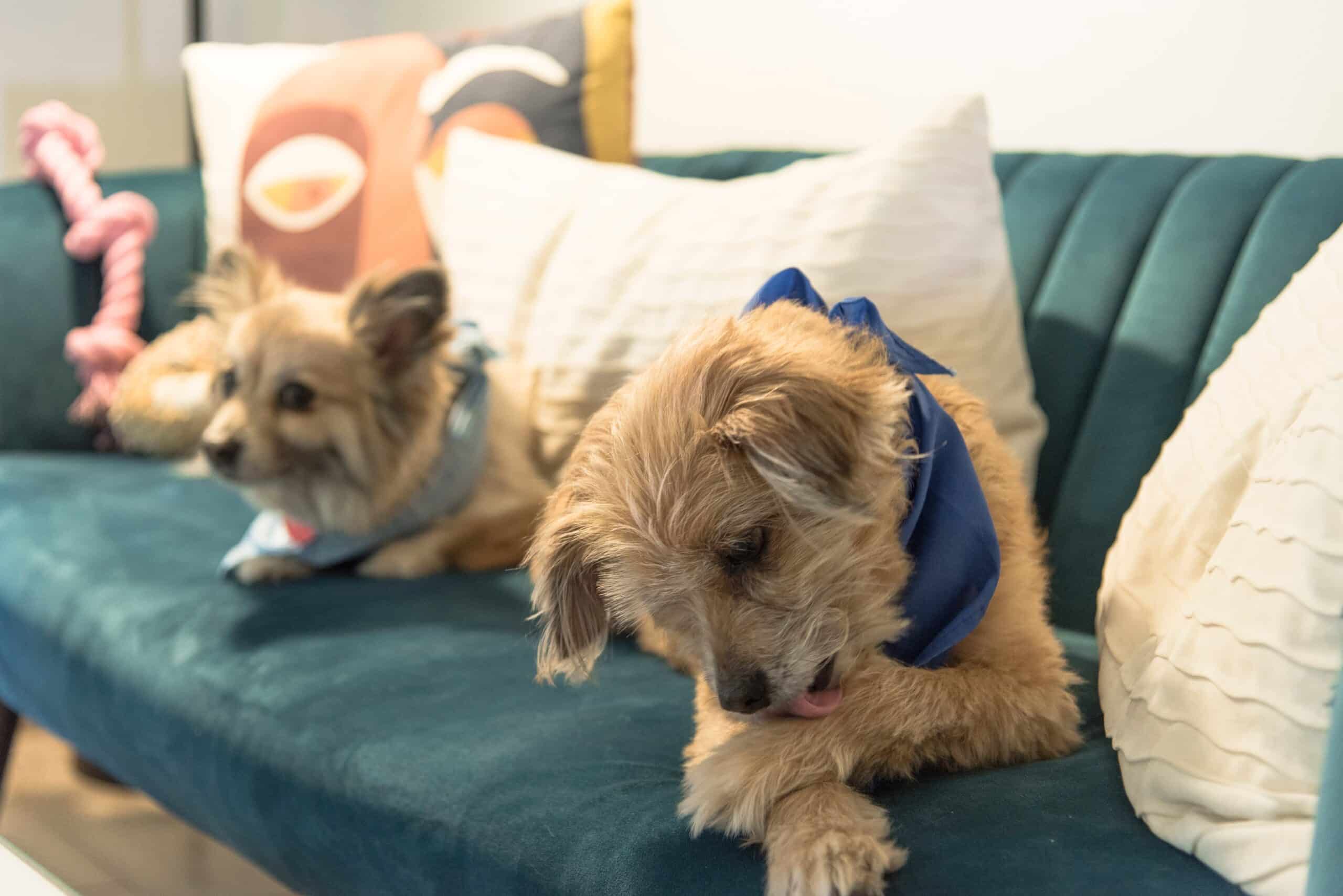 Why Do Dogs Lick Their Paws?