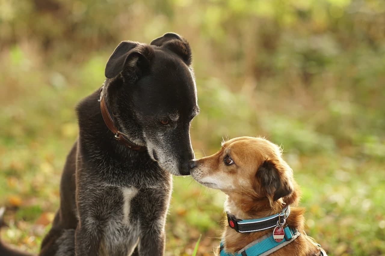 Harness or Collar: The Great Dog Debate