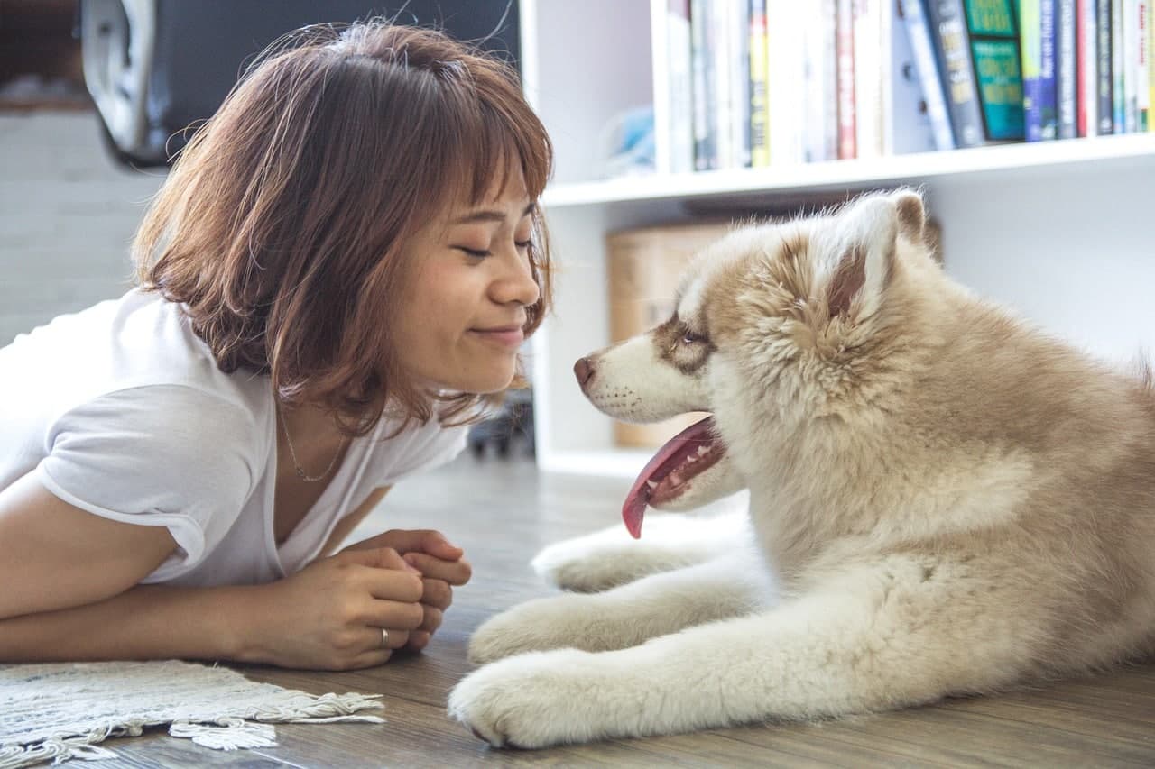 50 Dog Names for Your Husky