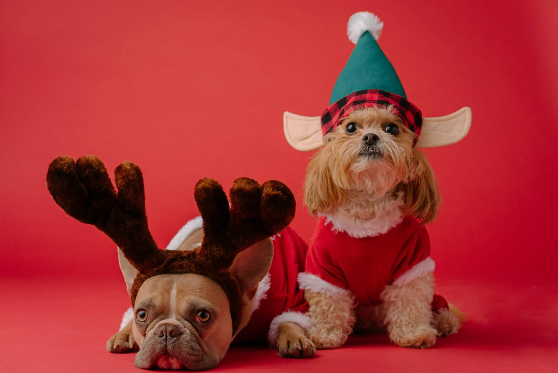 Bow Wow Holiday Gift Set