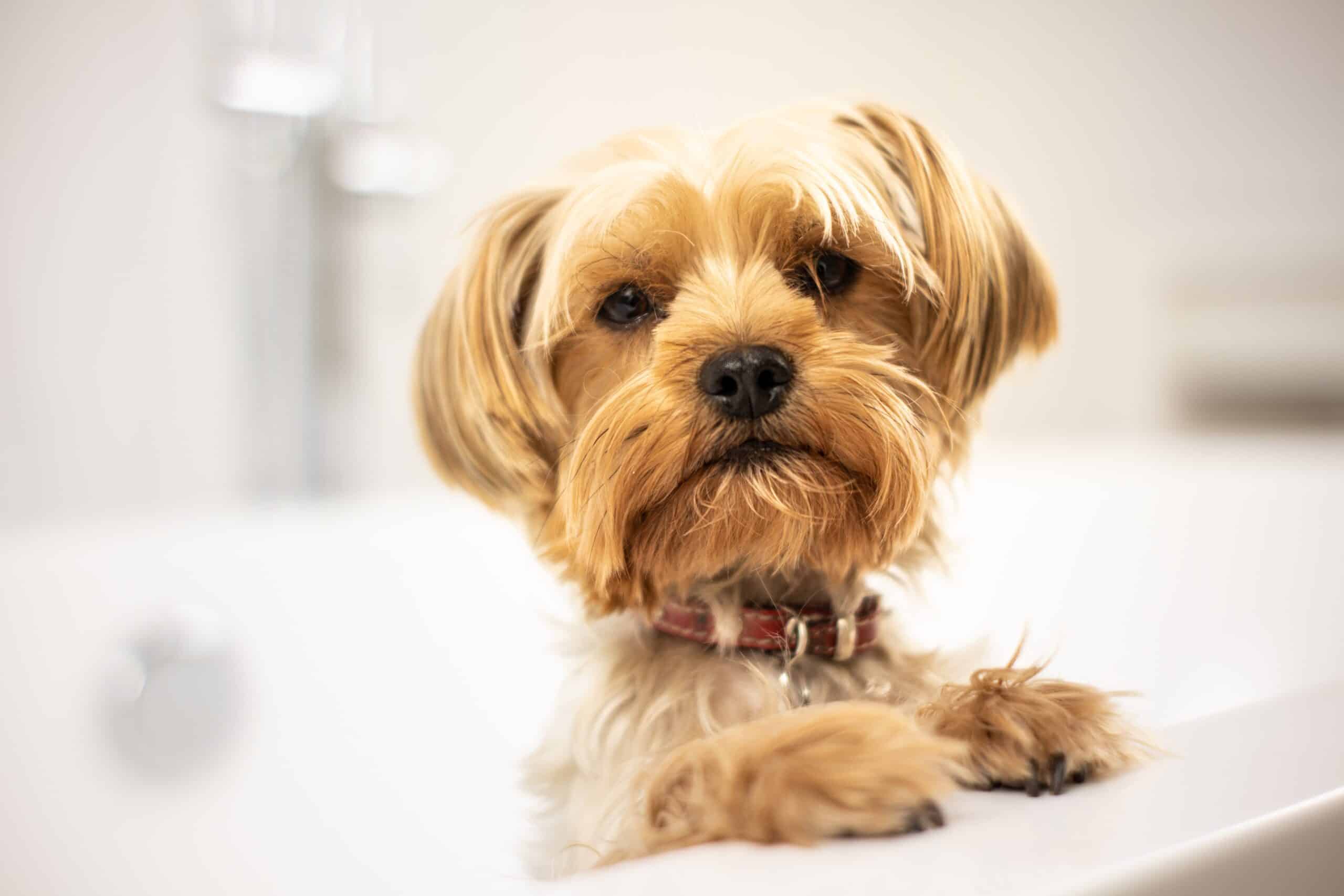 DIY Dog Grooming Guide