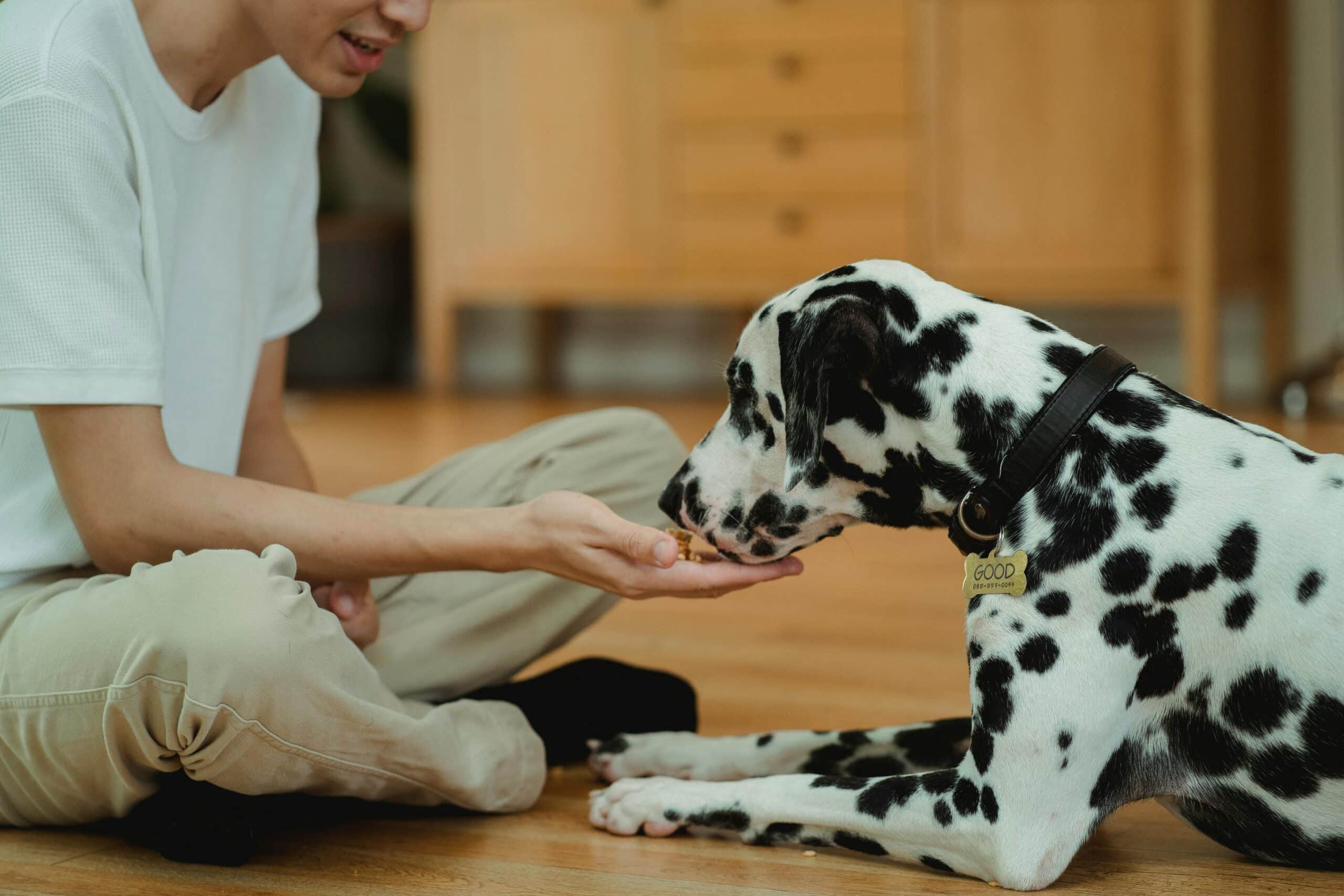 Does My Dog Need Probiotics?