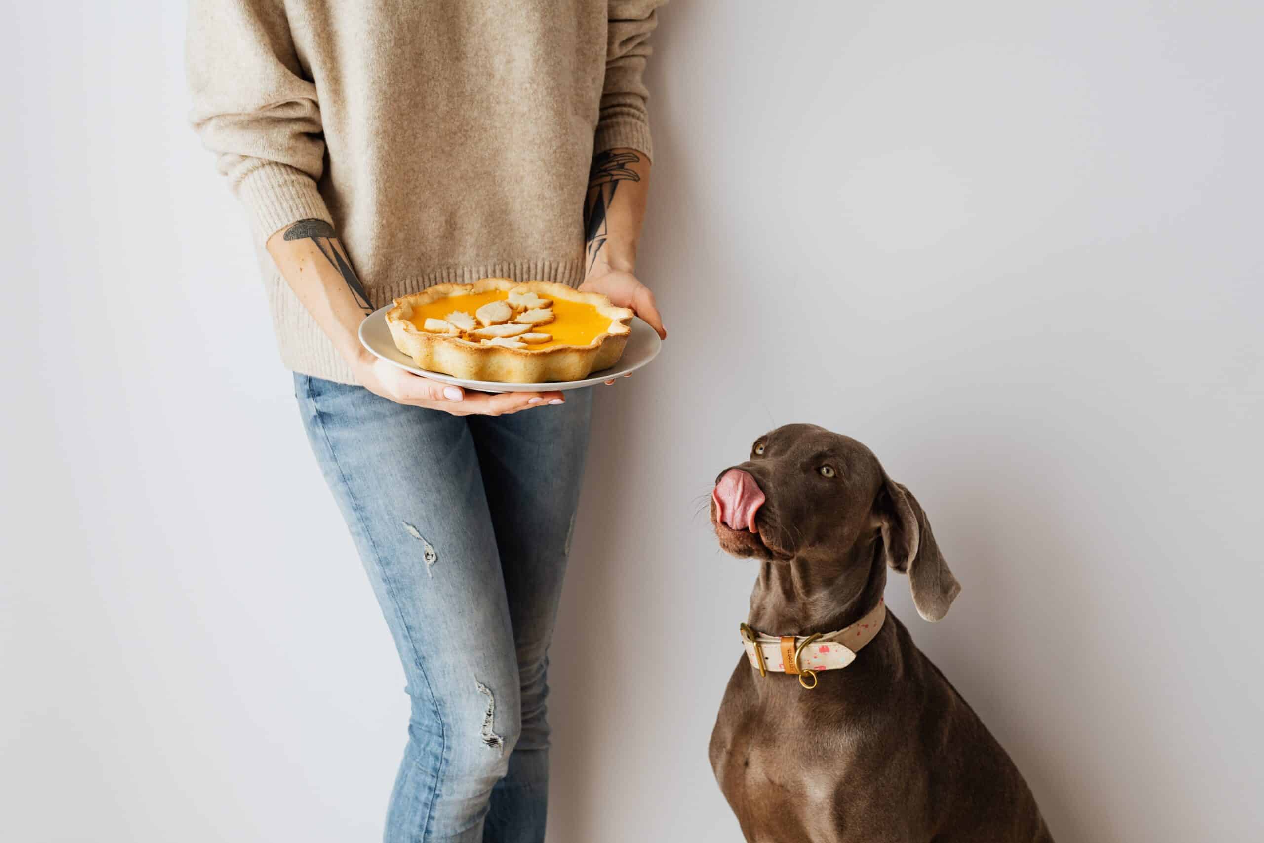 Can Dogs Eat Pumpkin?