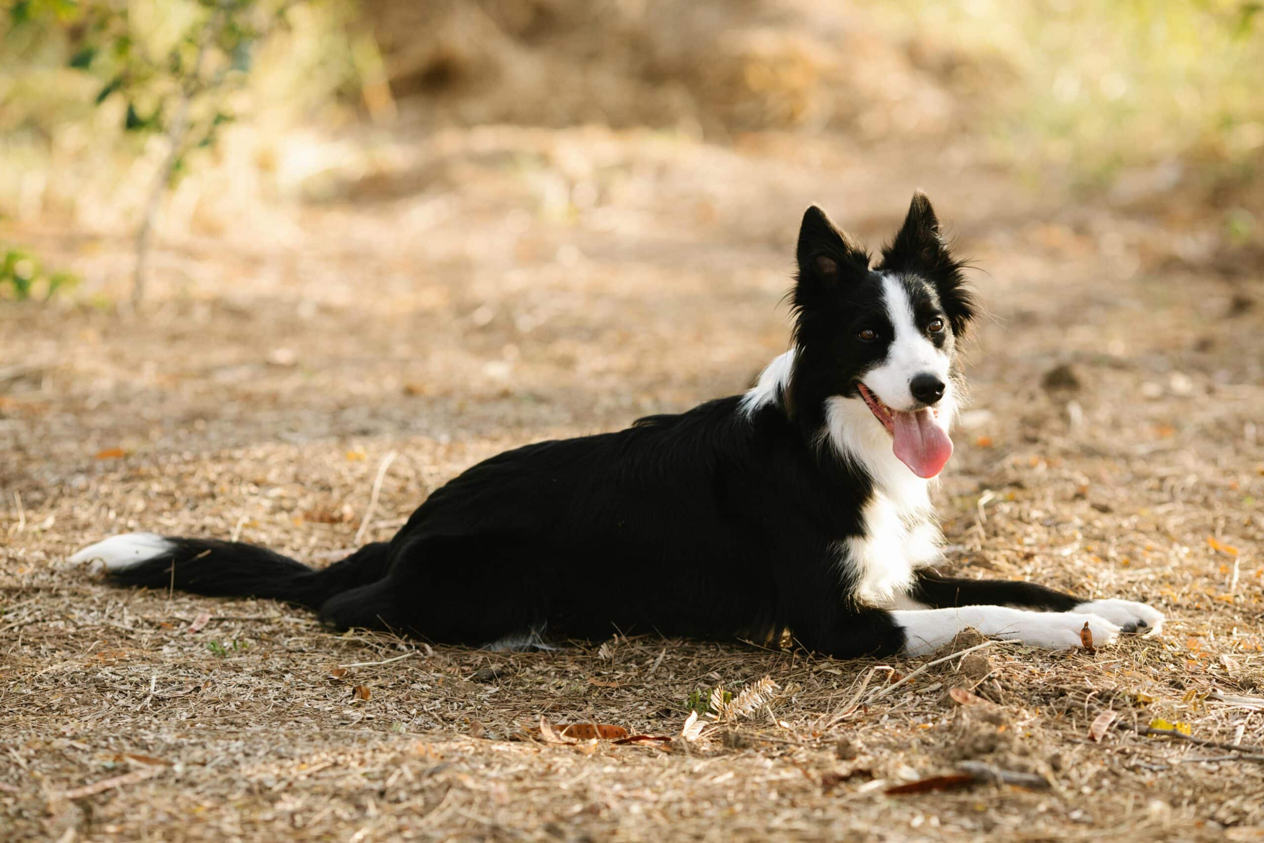 Outdoor Activities You Can Enjoy With Your Dog in Chicago