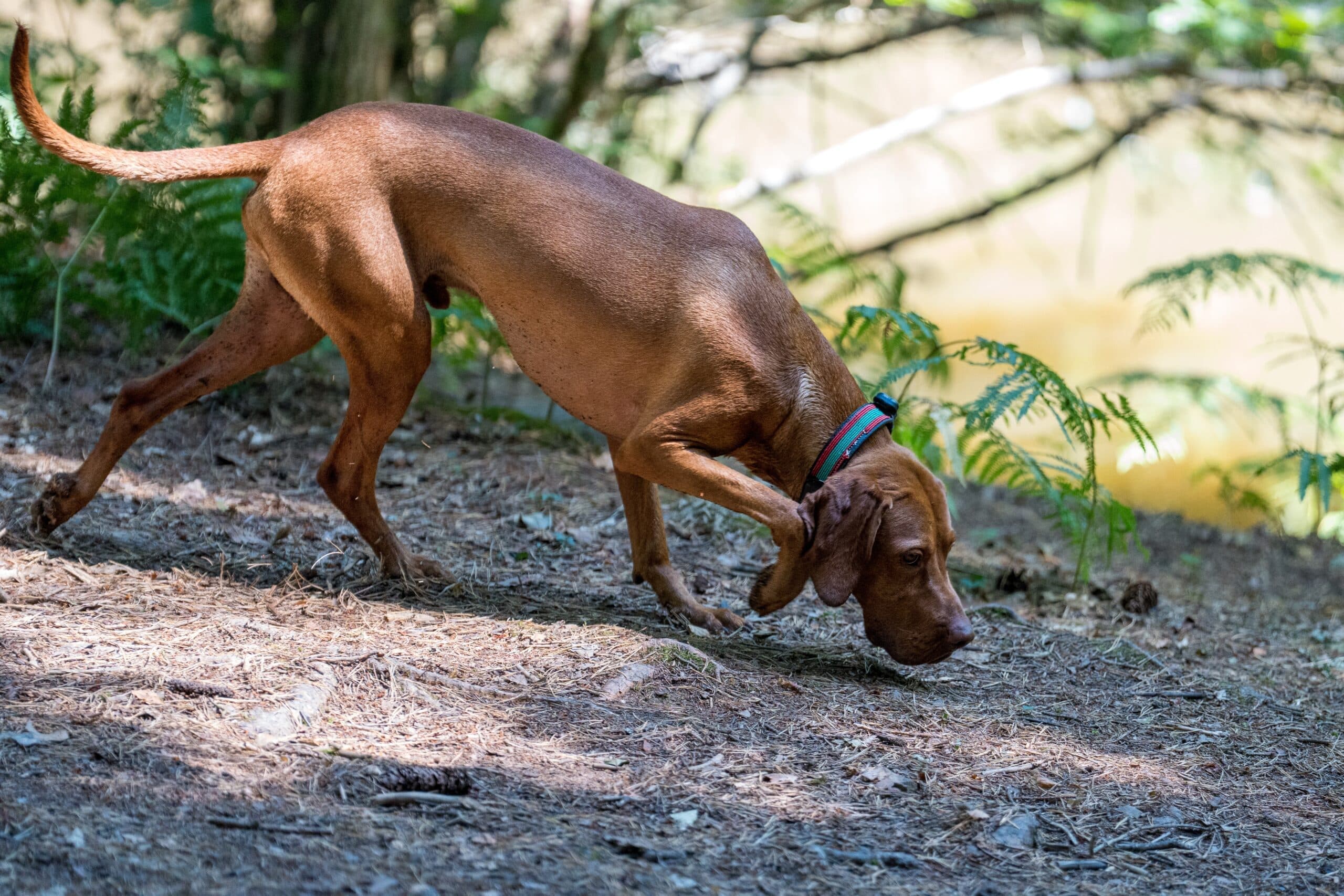 The Importance of Scent Walks for Dogs