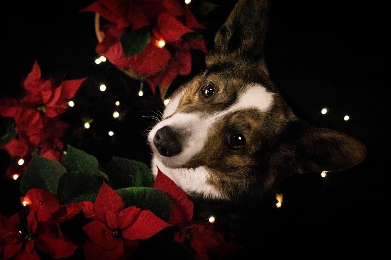 Are Poinsettias Poisonous for Dogs?
