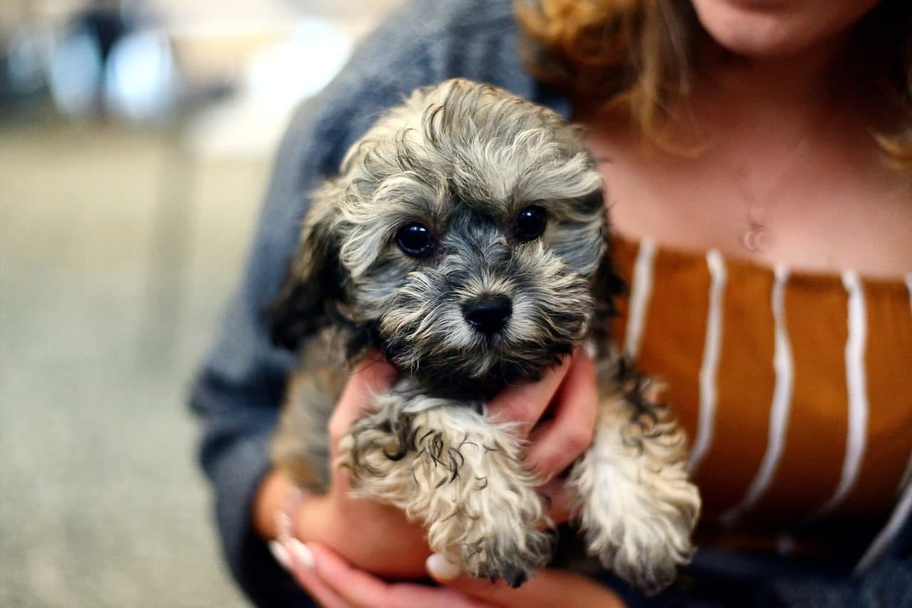 Pawternity Leave for New Pet Parents