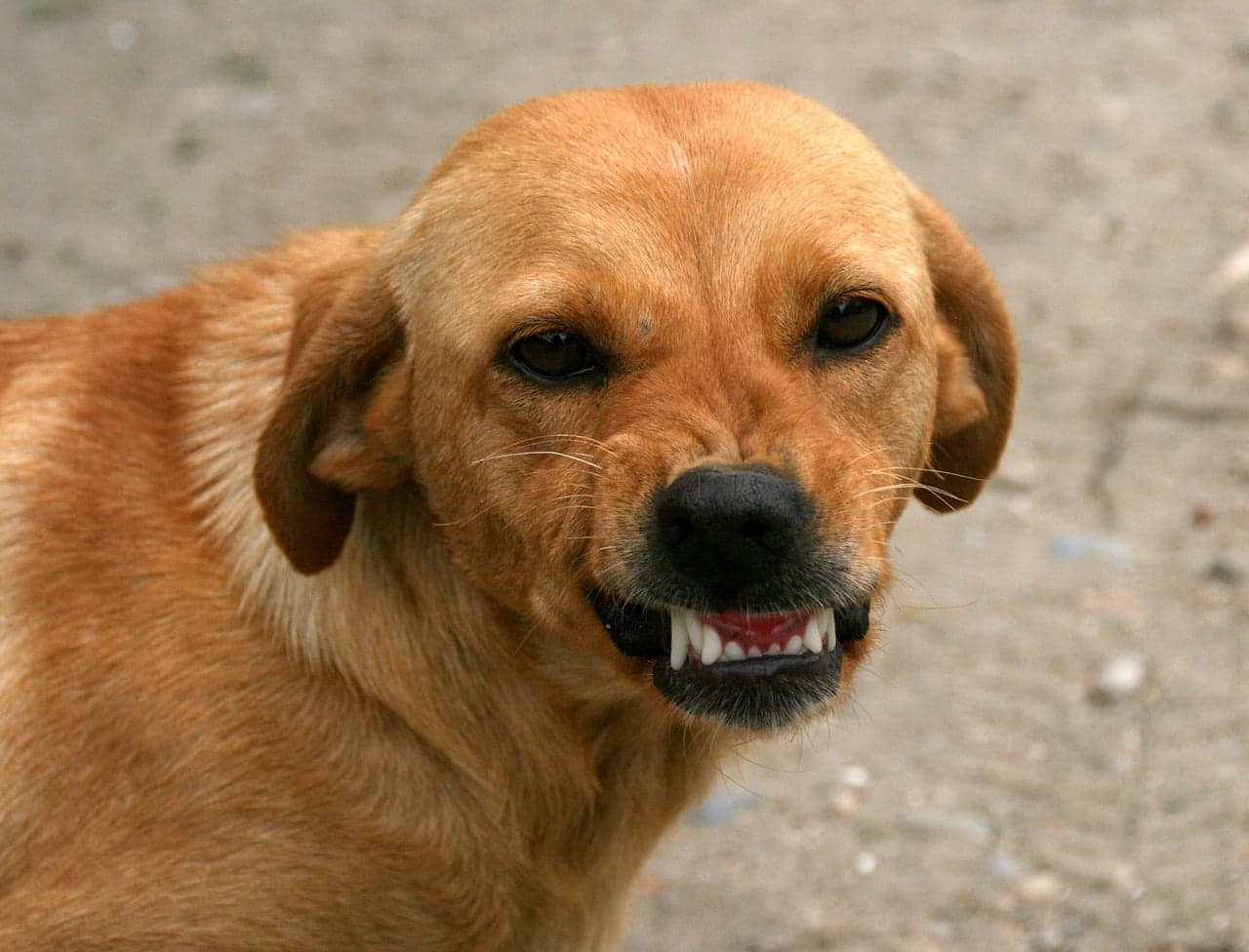 Decoding Body Language: When Dogs Bare Teeth