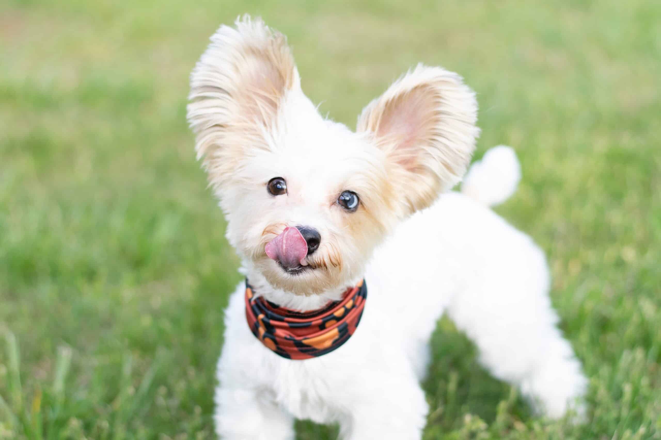 Decoding Body Language: When Dogs Lick Their Lips