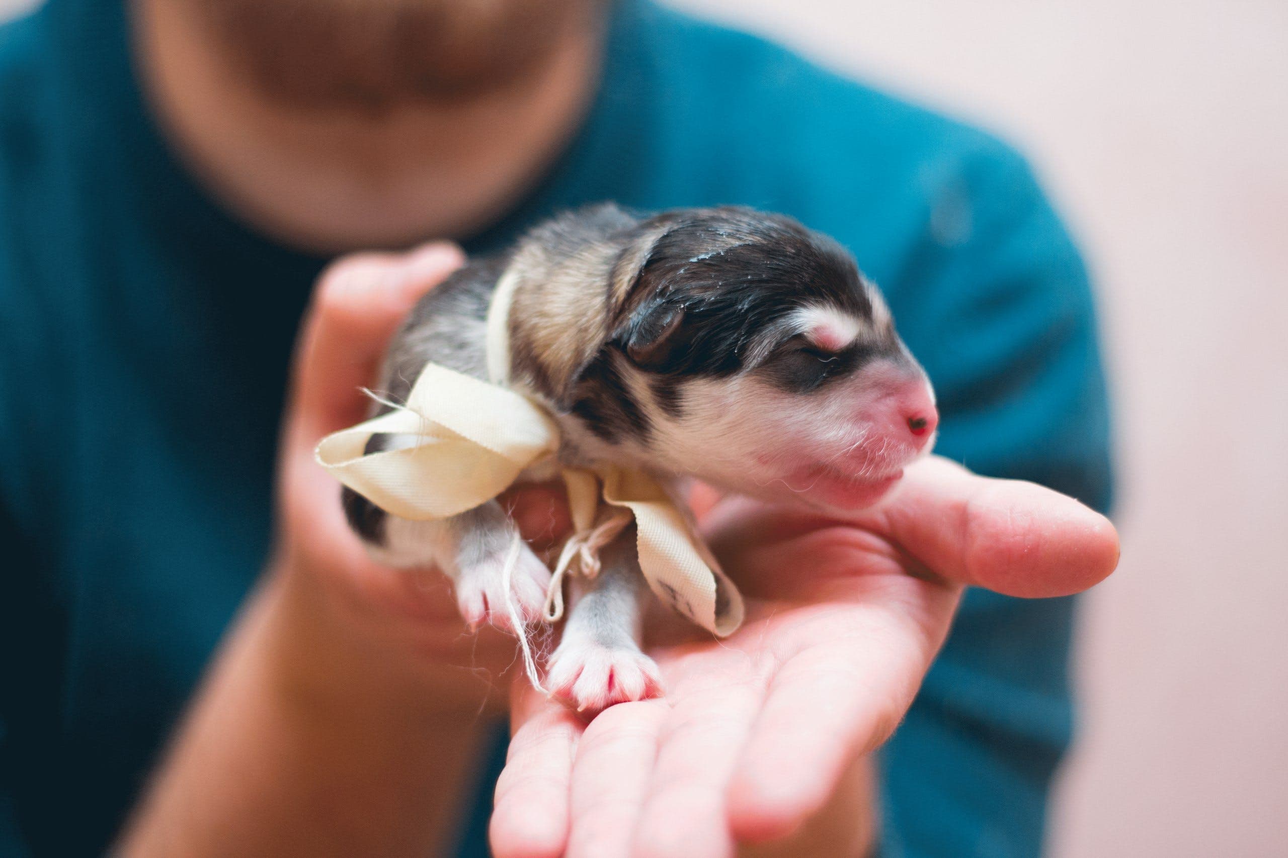 When Do Puppies First Open Their Eyes?