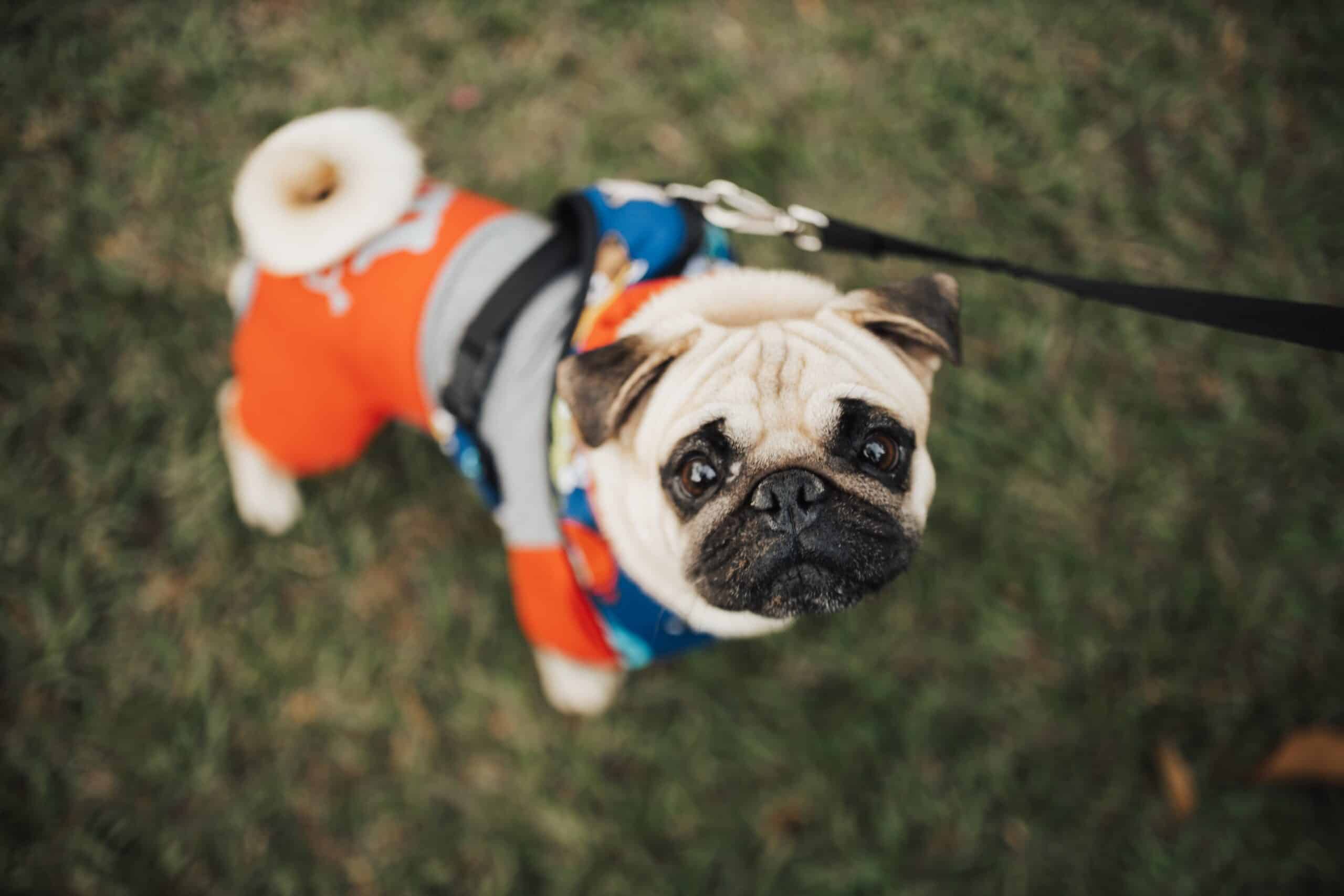 Dogs Have Pet Peeves, Too!