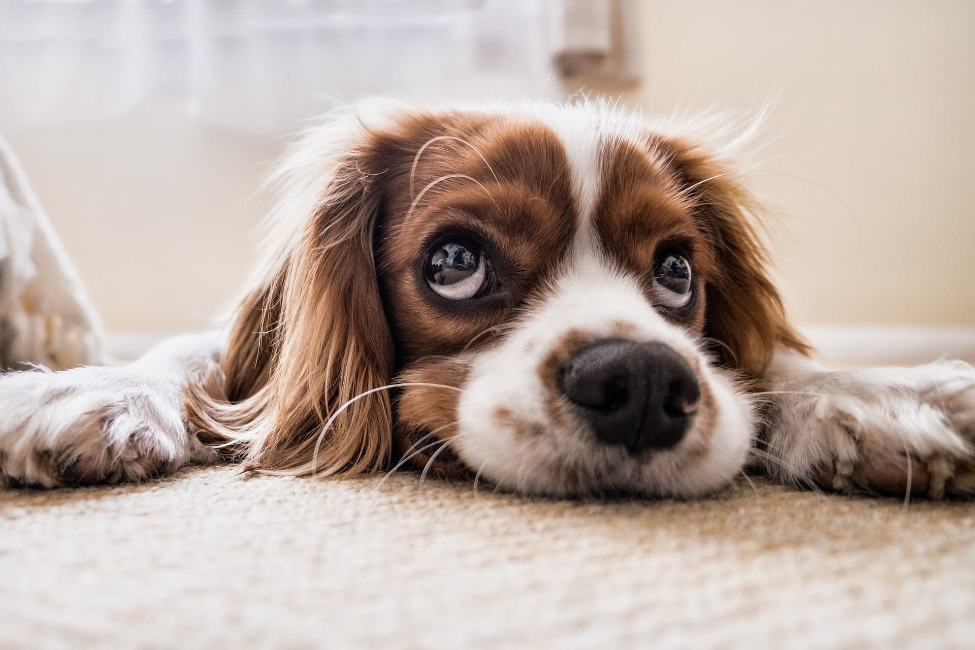 Scaredy Pup? Try Desensitization and Counterconditioning