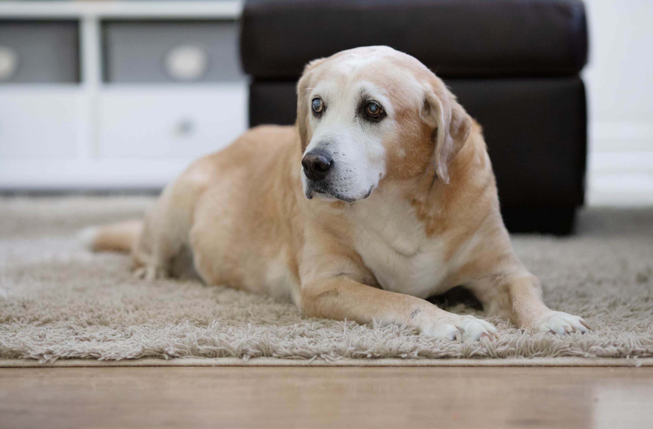 Understanding and Managing Canine Arthritis