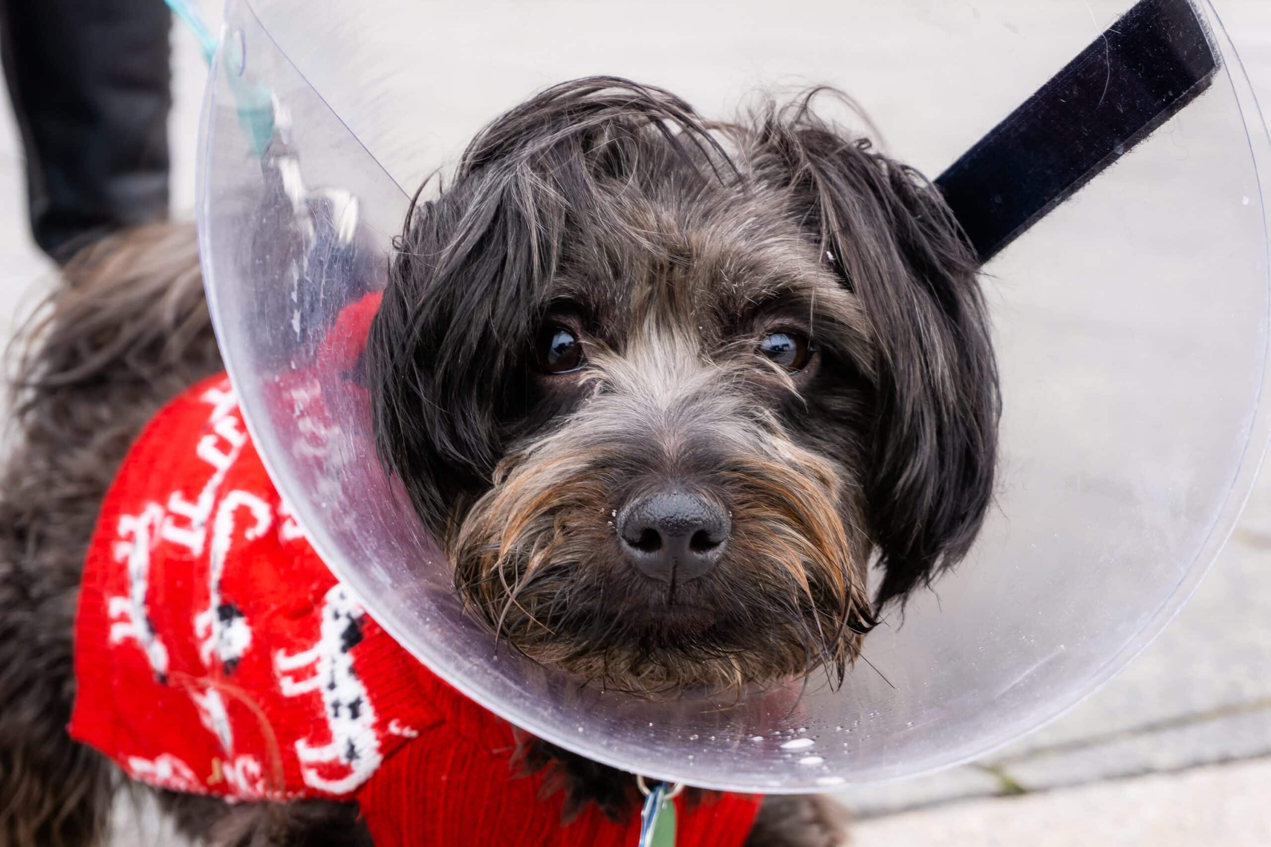 DIY Dog Cone Alternatives: 12 Comfortable Options Vets Recommend