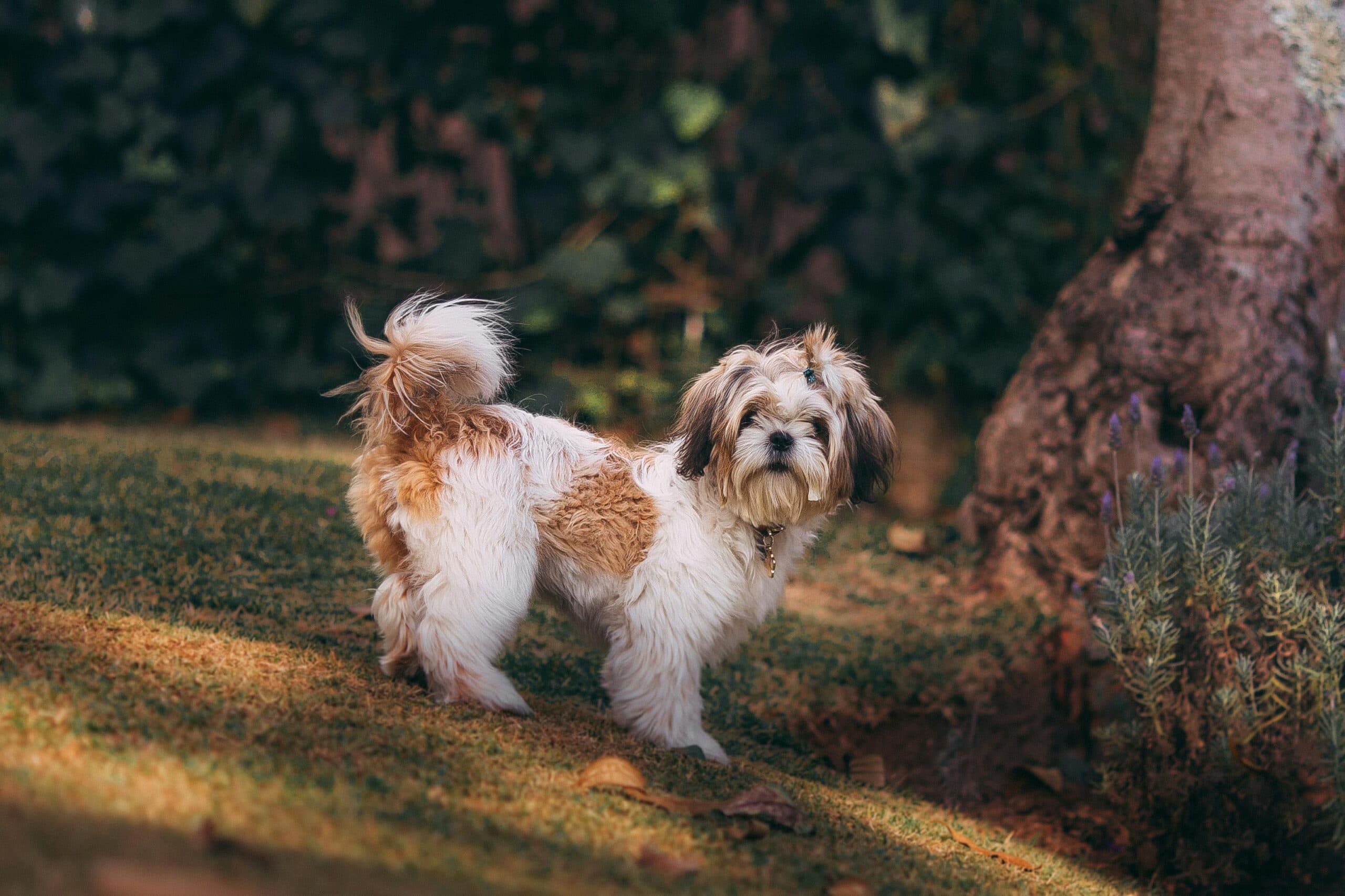 Understanding Behavior: Why Dogs Eat Poop