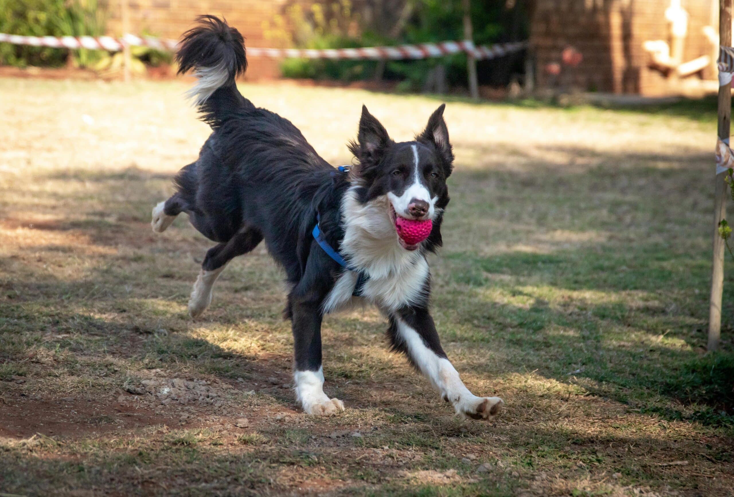 Smarty Pups: Ten Intelligent Dog Breeds