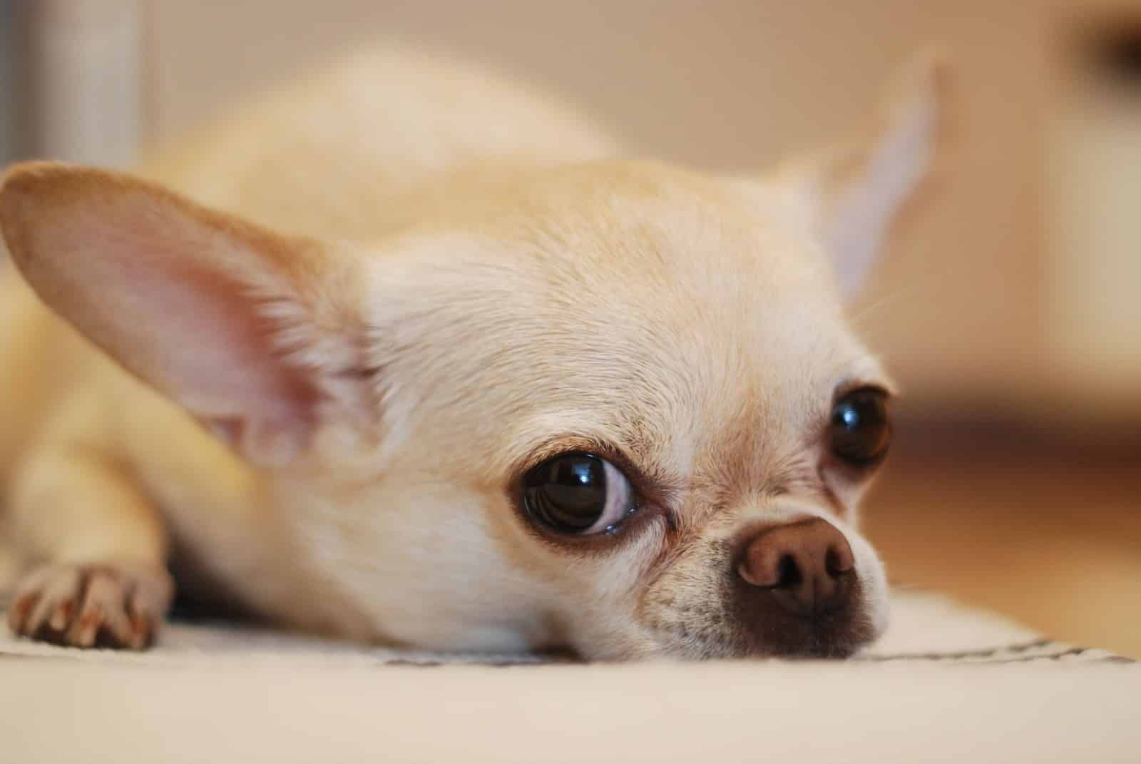 When to Call The Vet for Puppy Diarrhea