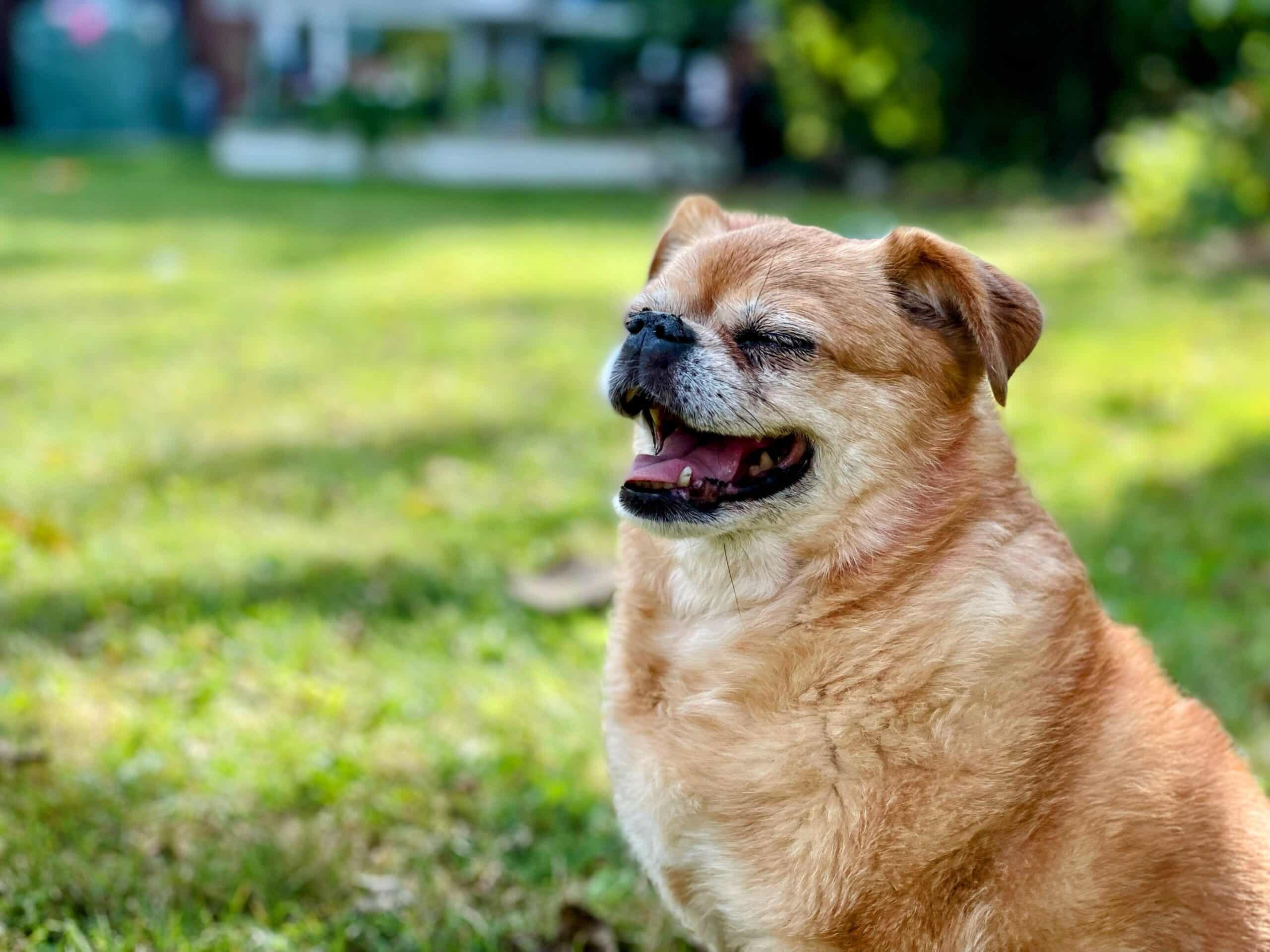 Debunk the 1:7 Ratio Myth: How Old is Your Dog in Human Years?