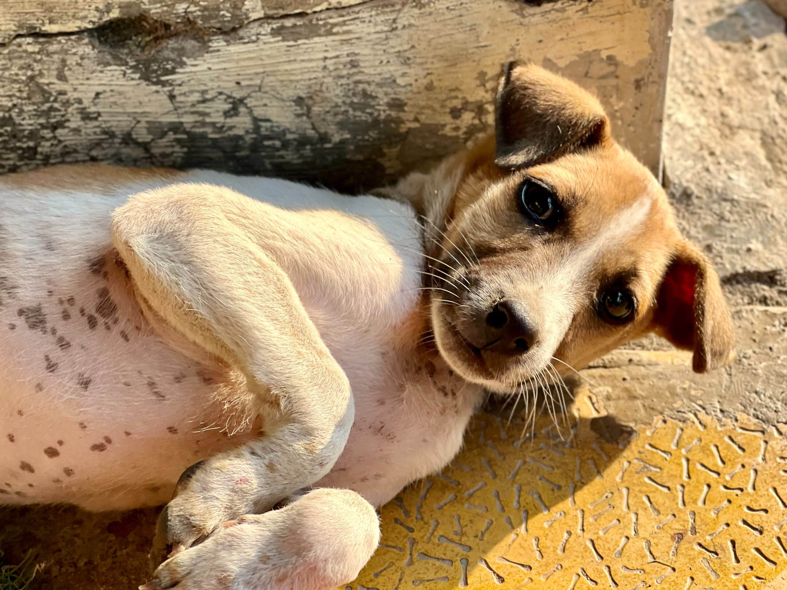 Do Dogs Have Belly Buttons?