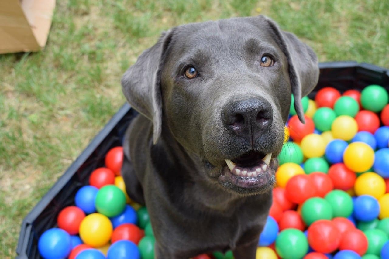 Can Dogs See in Color?