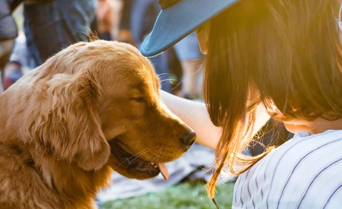 Urgent travel plans? Here’s how to choose a last minute dog sitter