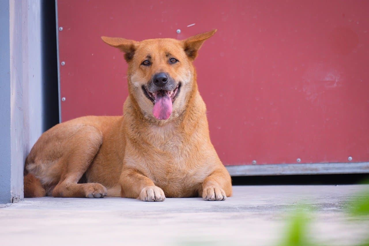 Sturdy Companions: Dog Breeds Known for Excellent Health