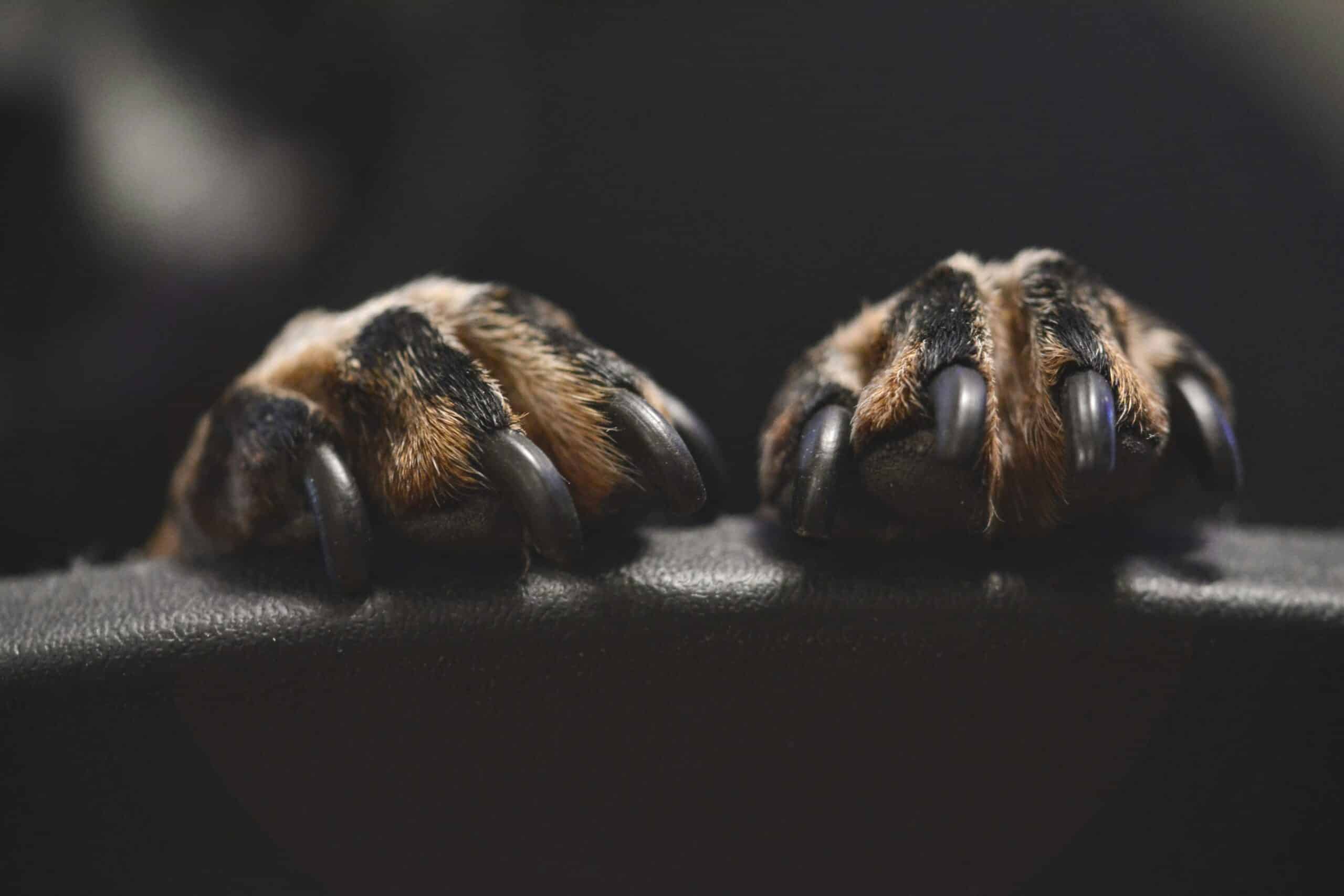 Reducing the Quick: How to Manage Overgrown Nails in Dogs