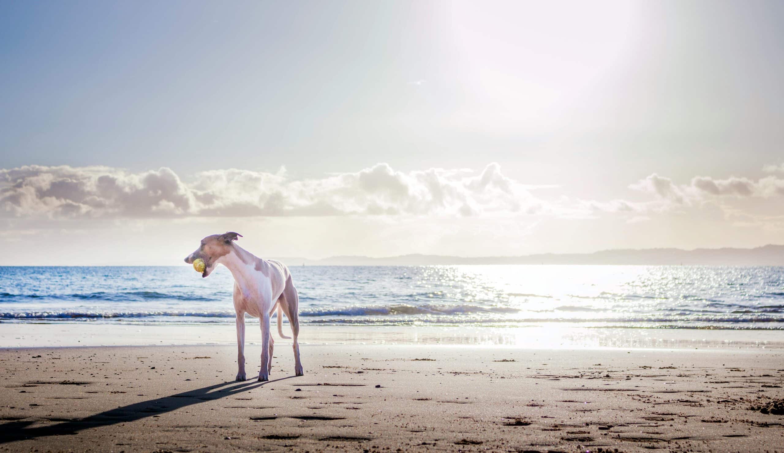 12 Bucket List Ideas for Your Senior Dog