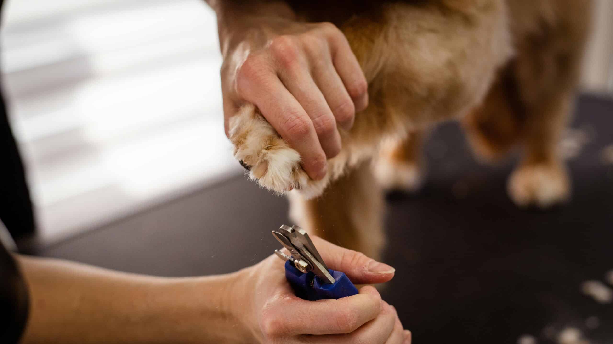 How to Stop a Dog’s Nail from Bleeding