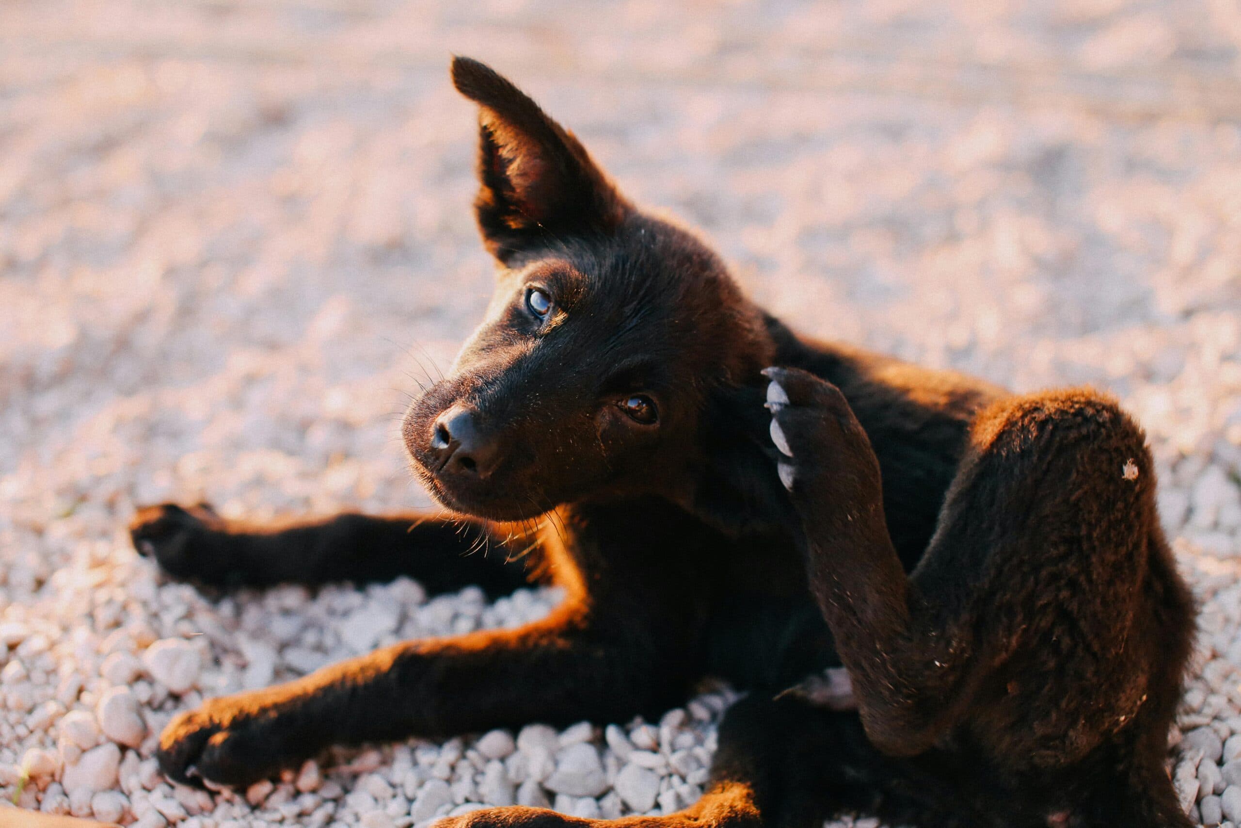 How to Handle Dog Fleas