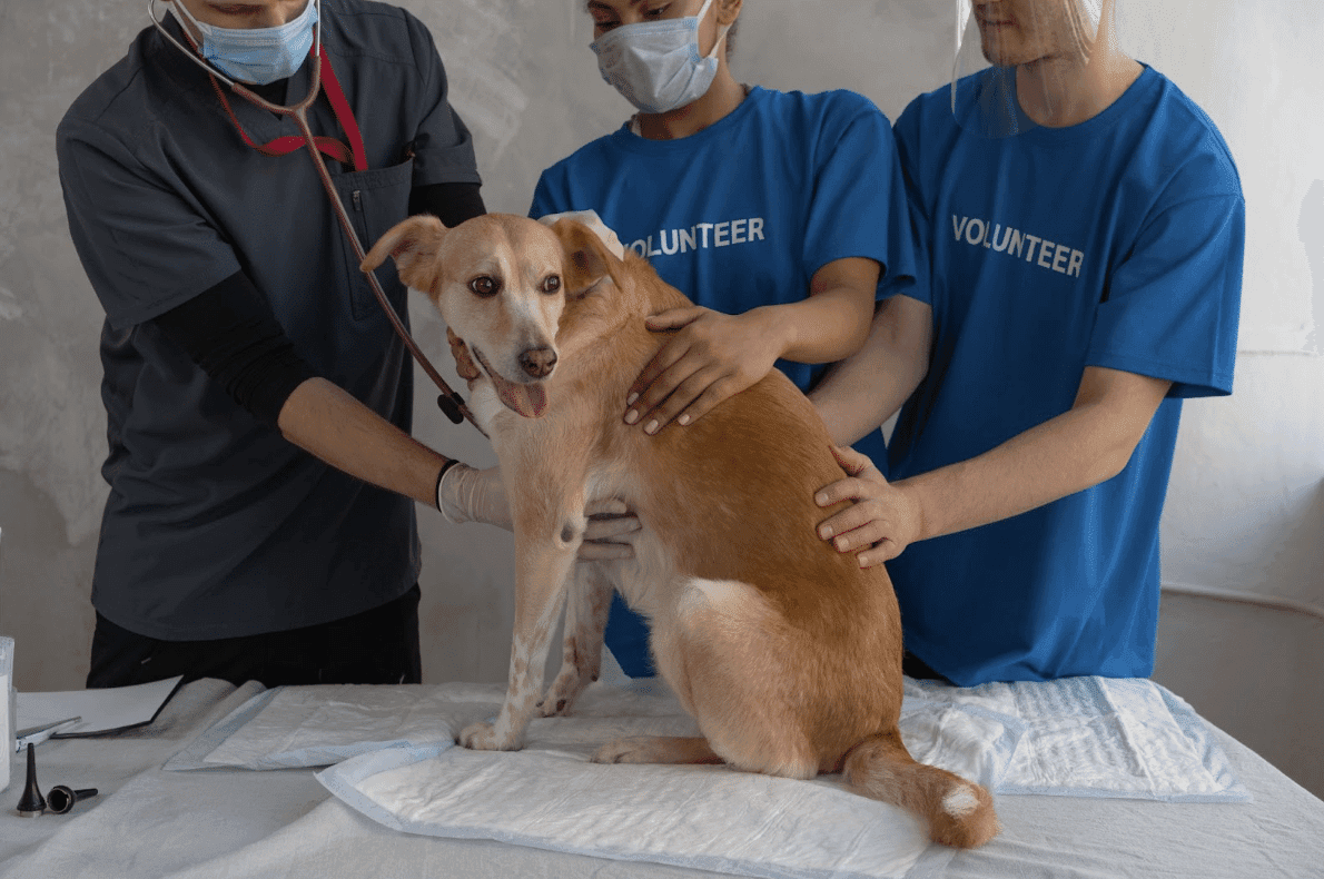 10 First Aid Tips Every Dog Owner Should Know