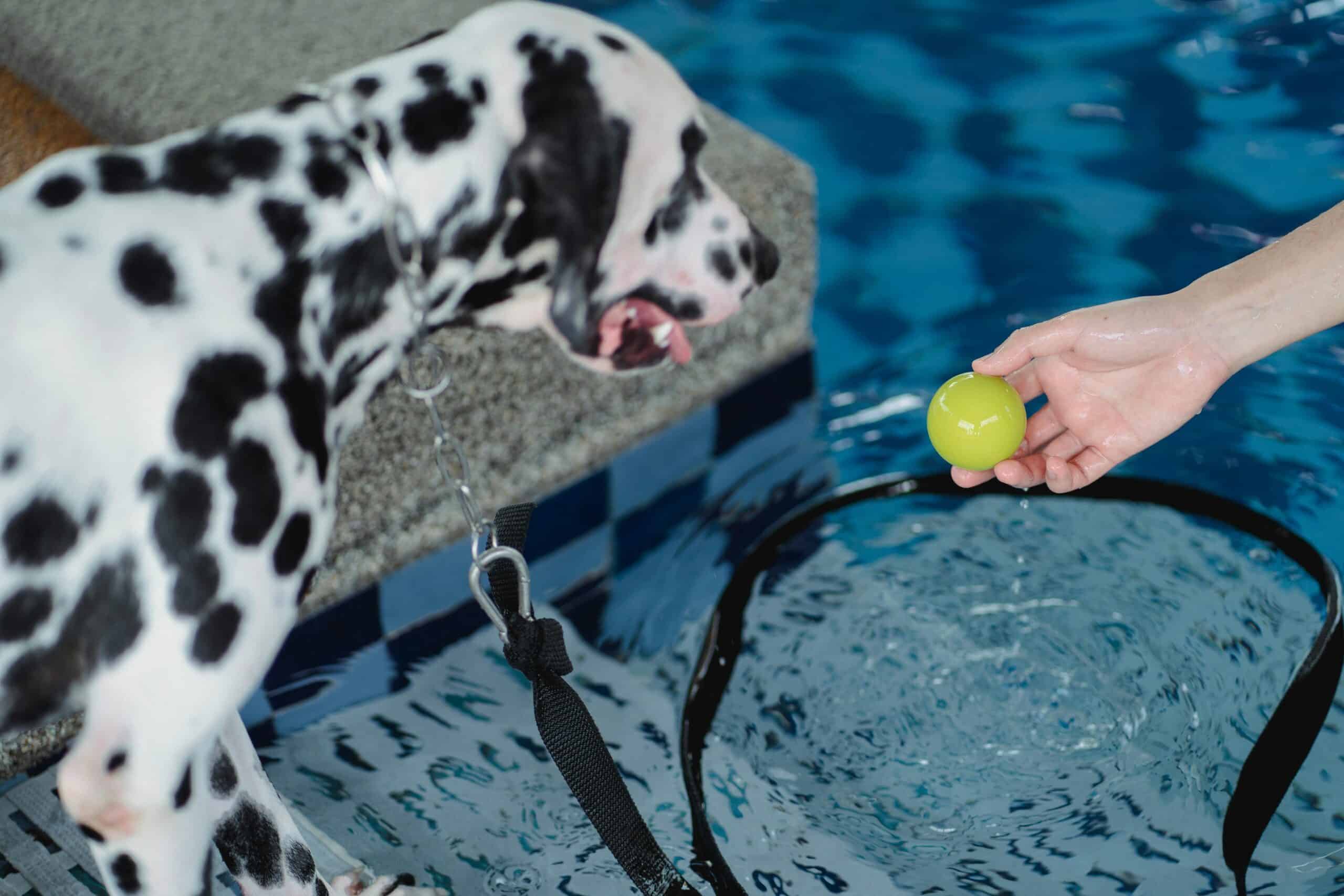 10 Unsafe Dog Toys to Avoid