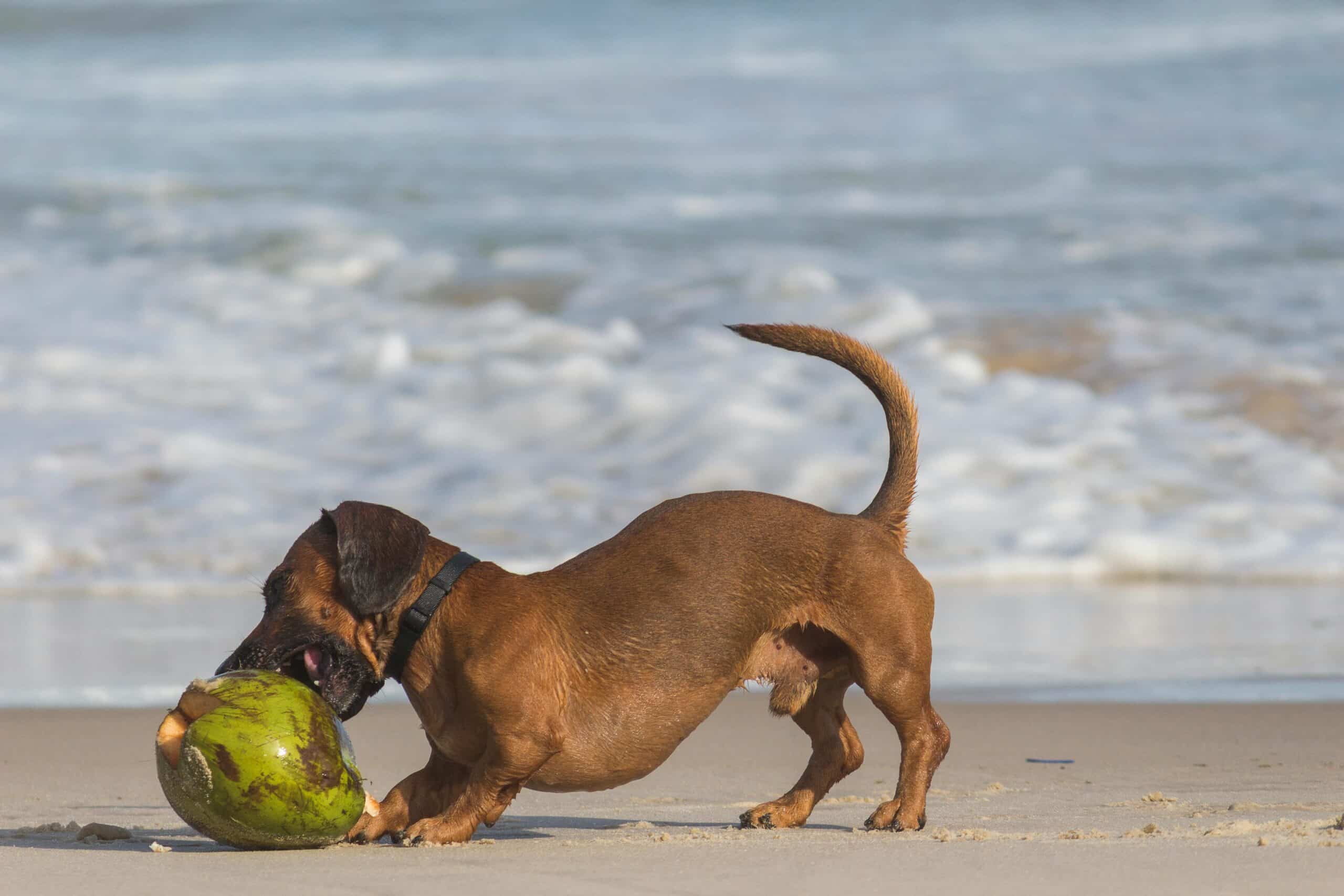 Can Dogs Eat Coconut?