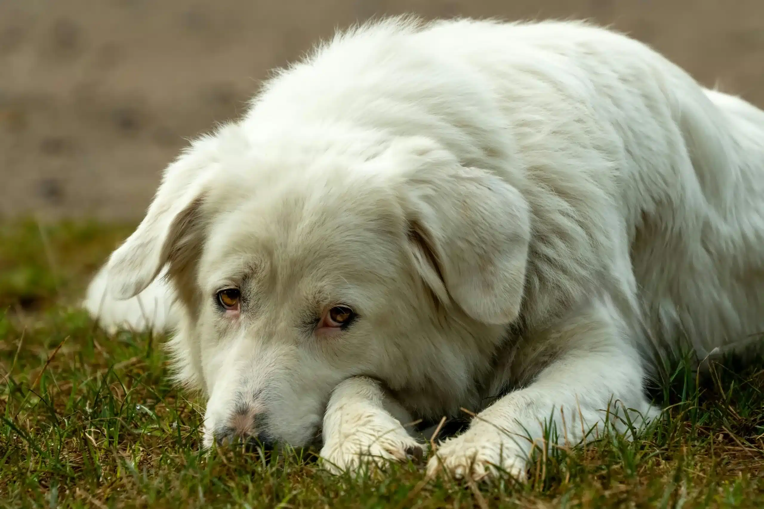 A Guide to Canine Distemper by a Vet Assistant