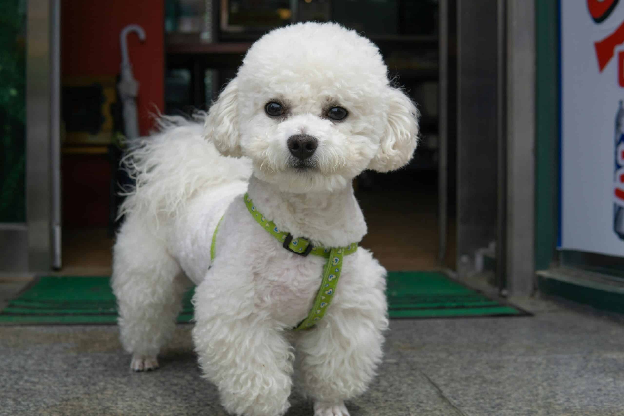 Good Dog’s Guide: Know Your Pup’s Body Language