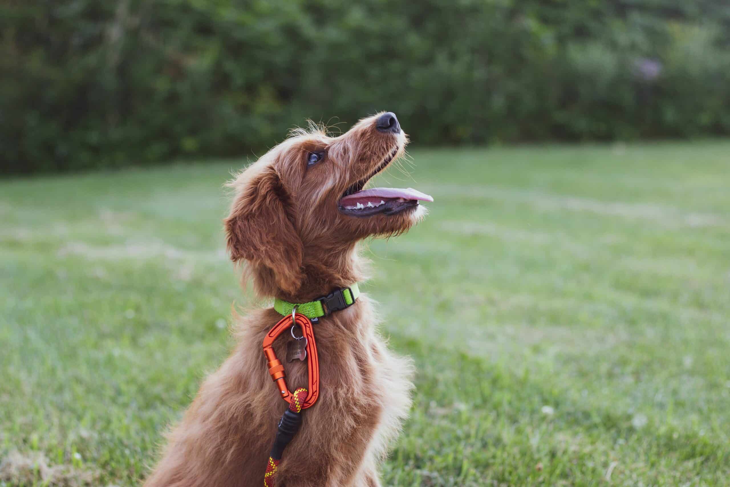 Positive Reinforcement in Dog Training: The Key to Effective Training