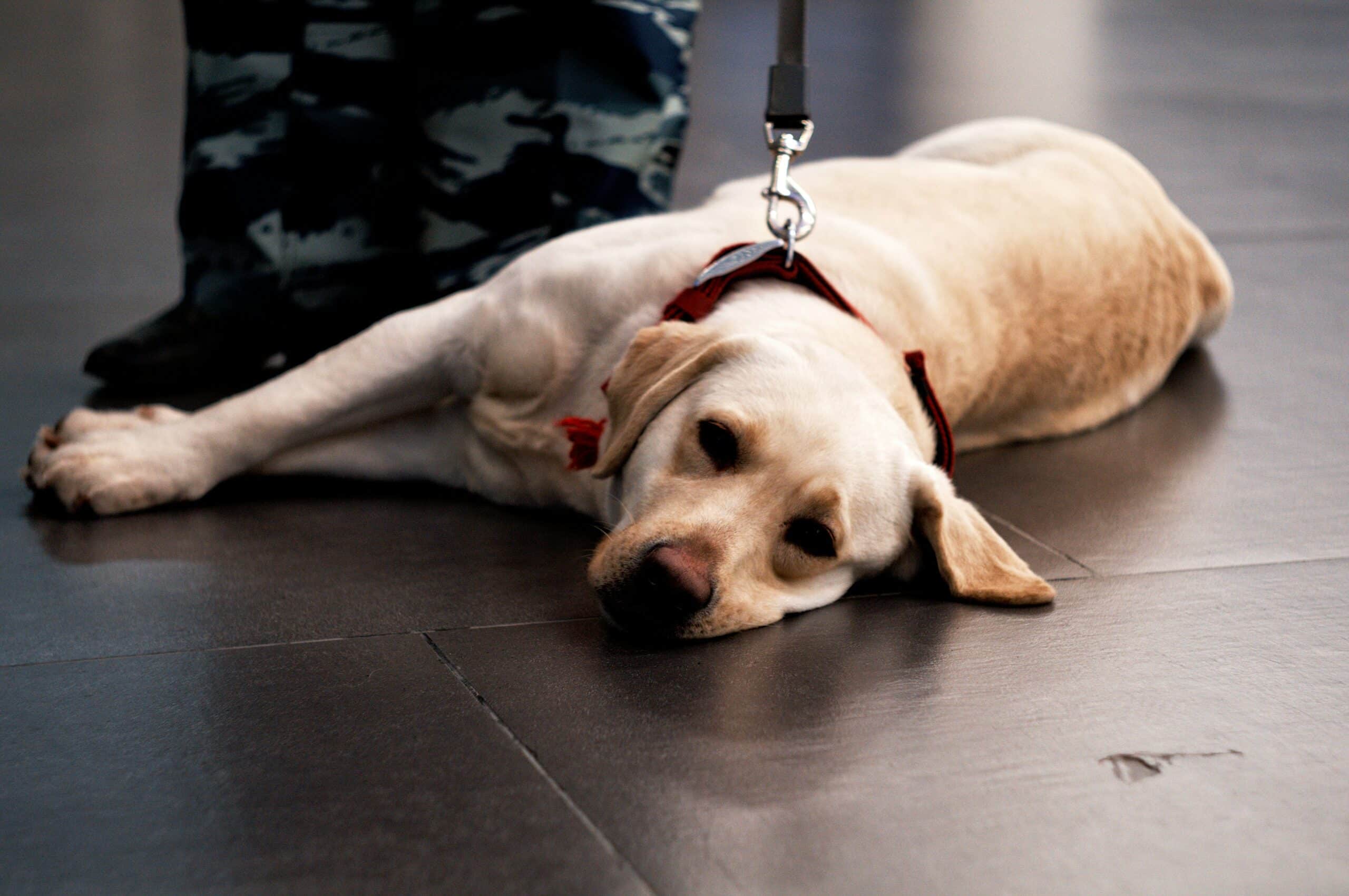 10 Essential Tips When Flying with Your Dog