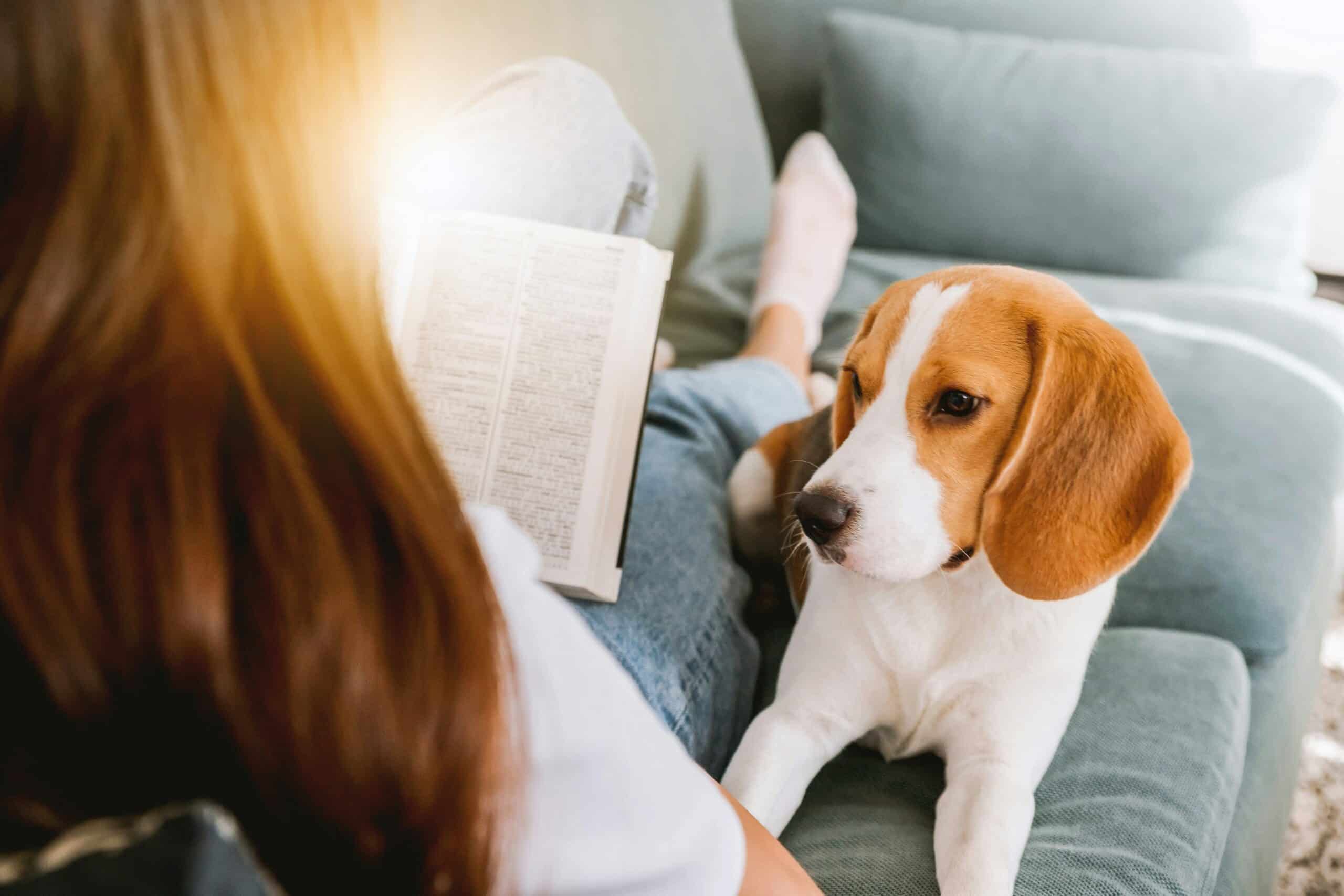 The Perfect Study Buddy: 3 Best Dog Breeds for Busy Students