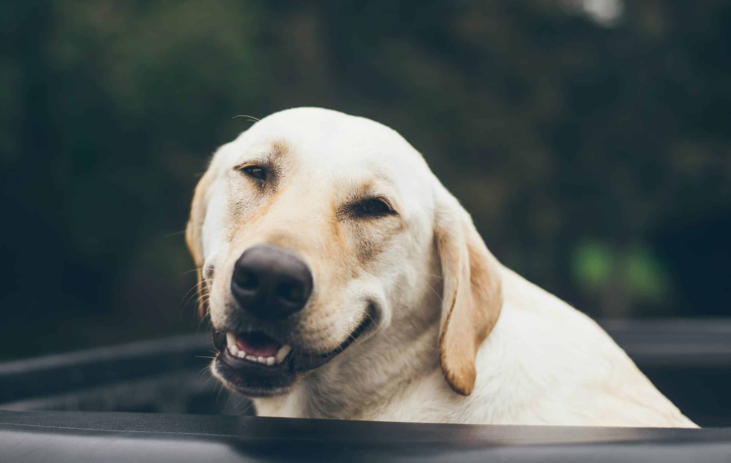 Photographing Your Dog: How To Take the Paw-fect Dog Photo