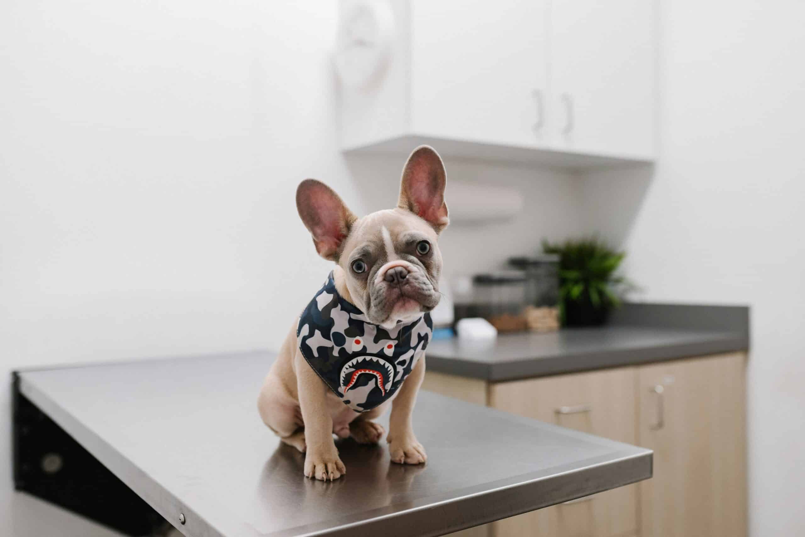 When and How to Spay Your Dog: A Primer
