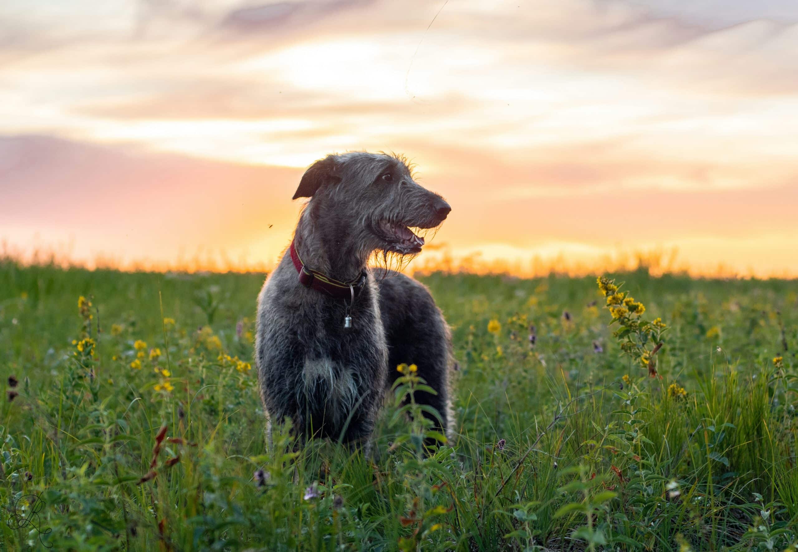 Best Eco-Friendly Dog Products to Reduce Your Dog’s Carbon Pawprint