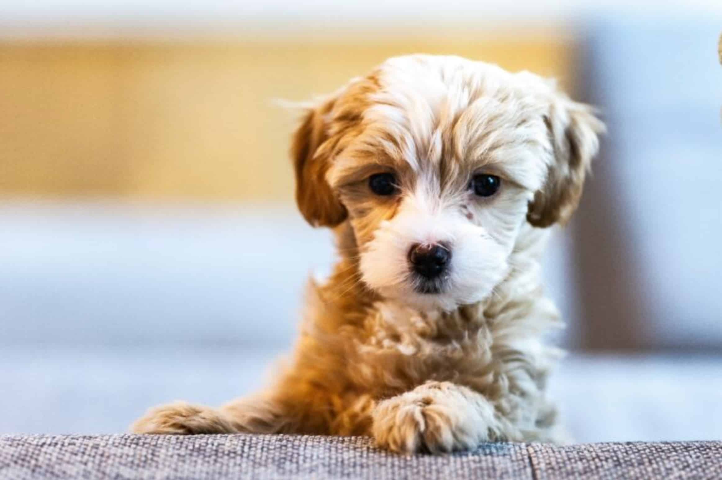 How to socialize your puppy in dog-friendly stores.