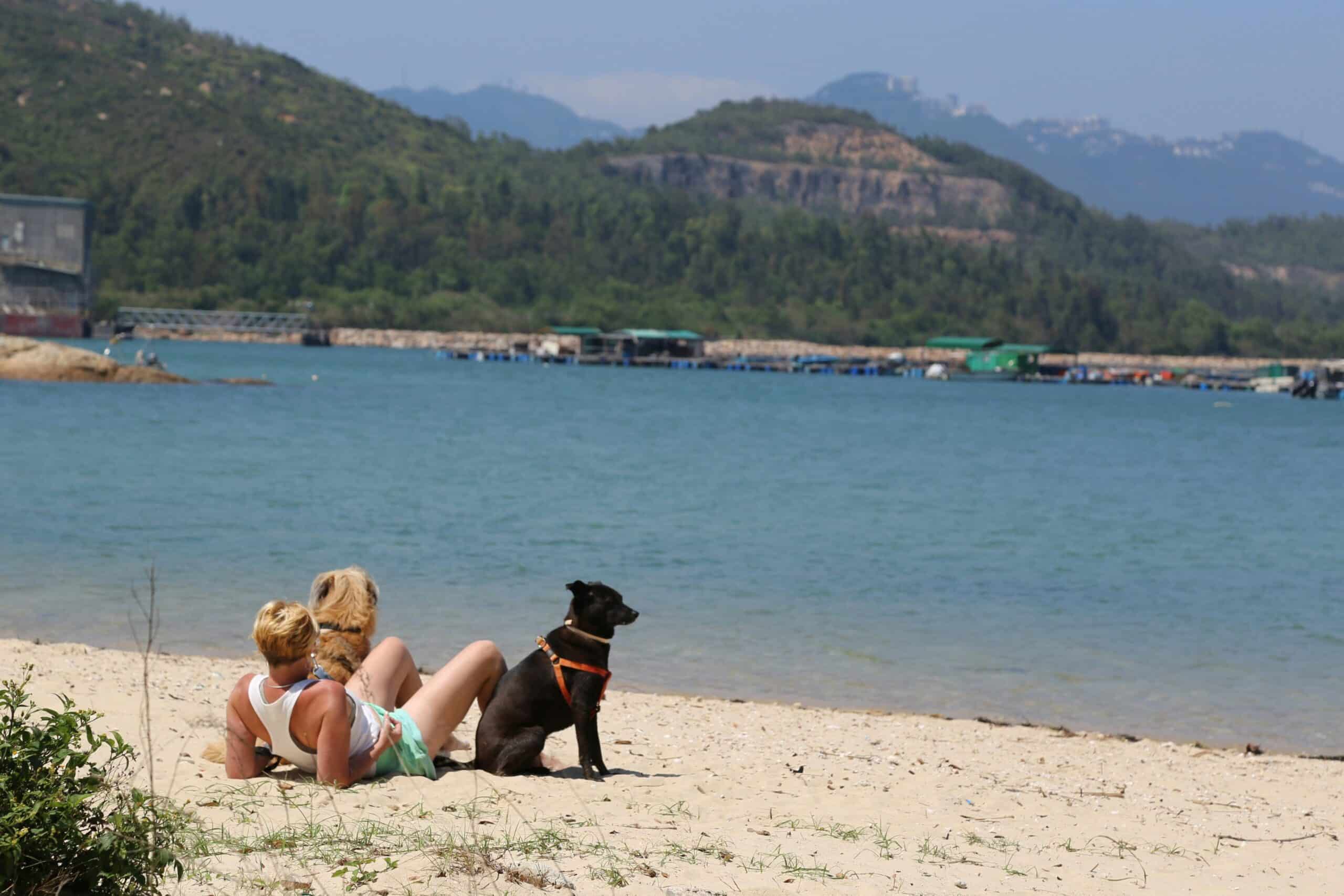 10 Dog Friendly Beaches in Alabama