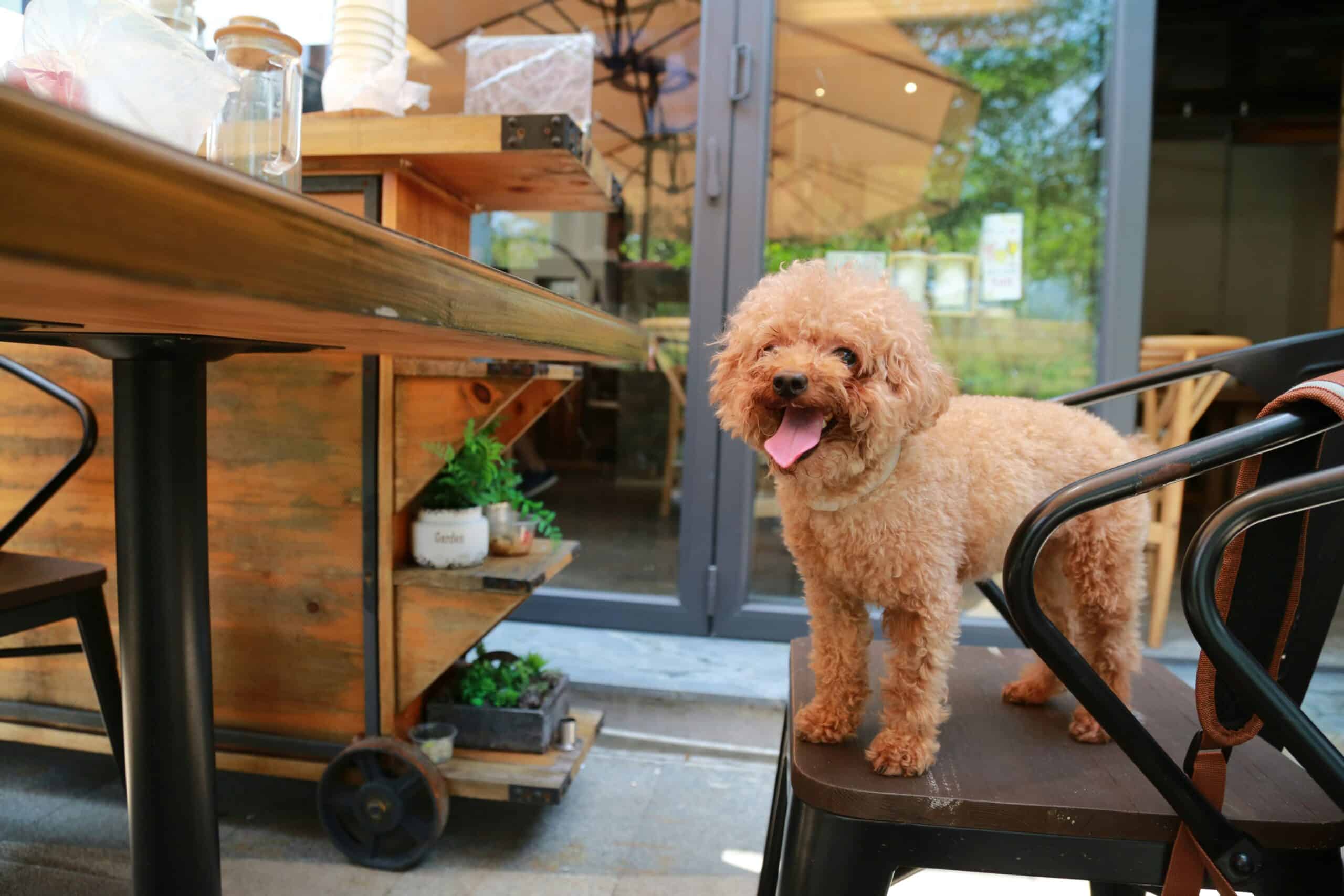 10 Dog Friendly Hotels in Columbus, Ohio