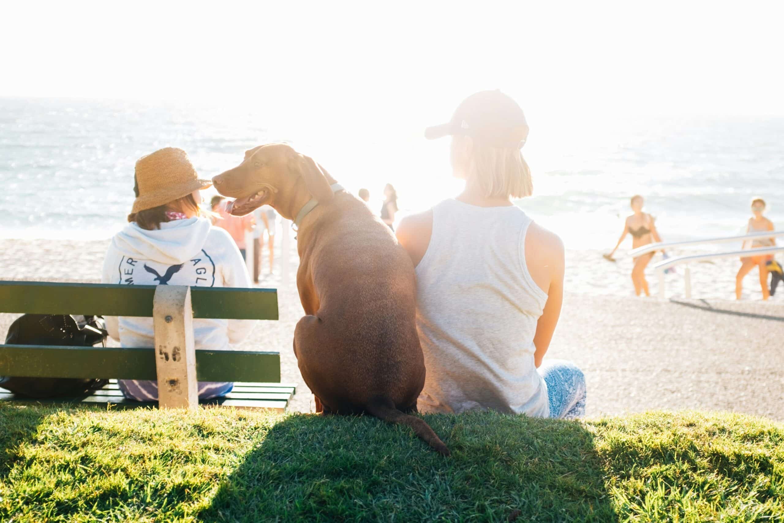 10 Dog Friendly Beaches in Delaware