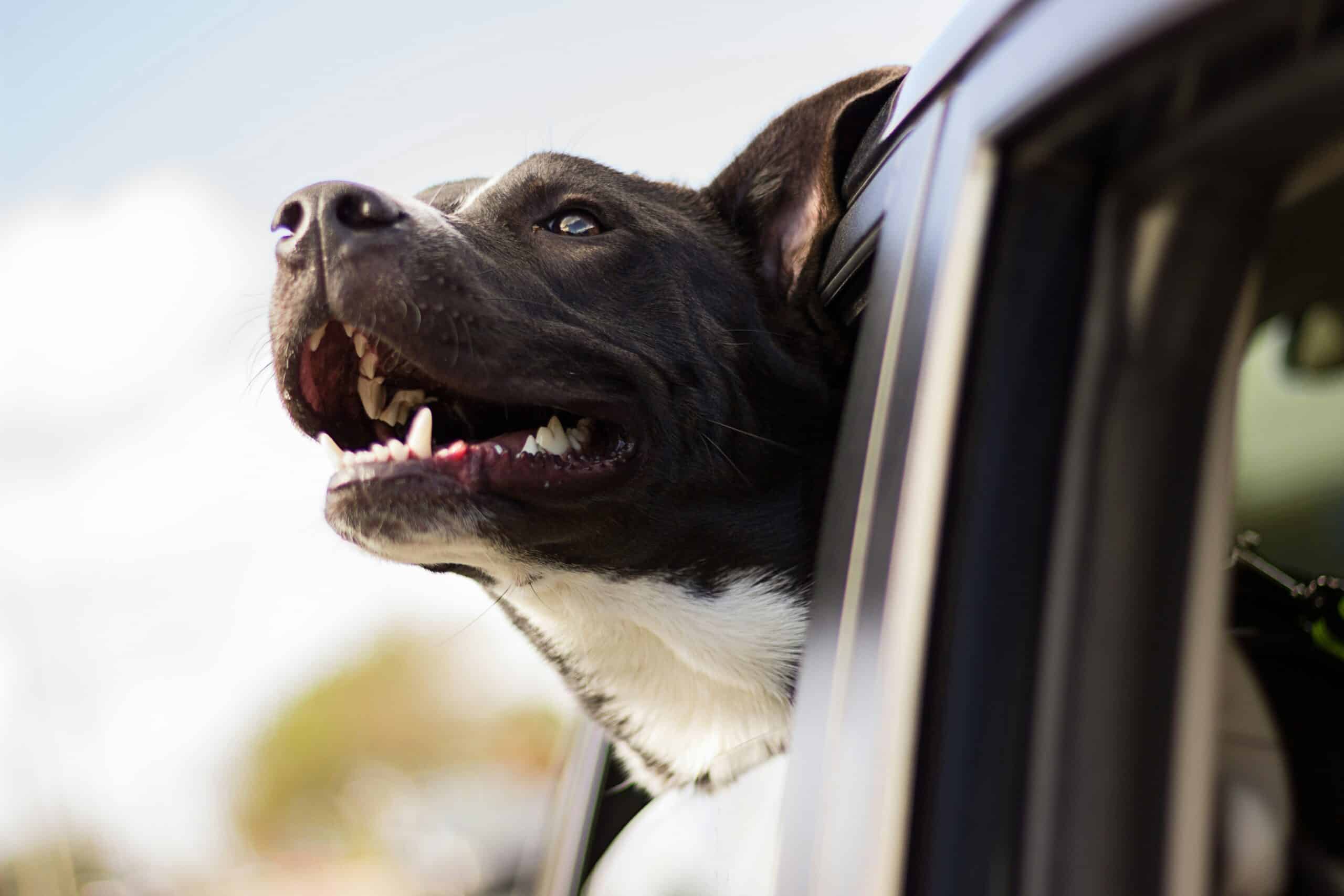 The Ins and Outs of Uber’s Pet Policy