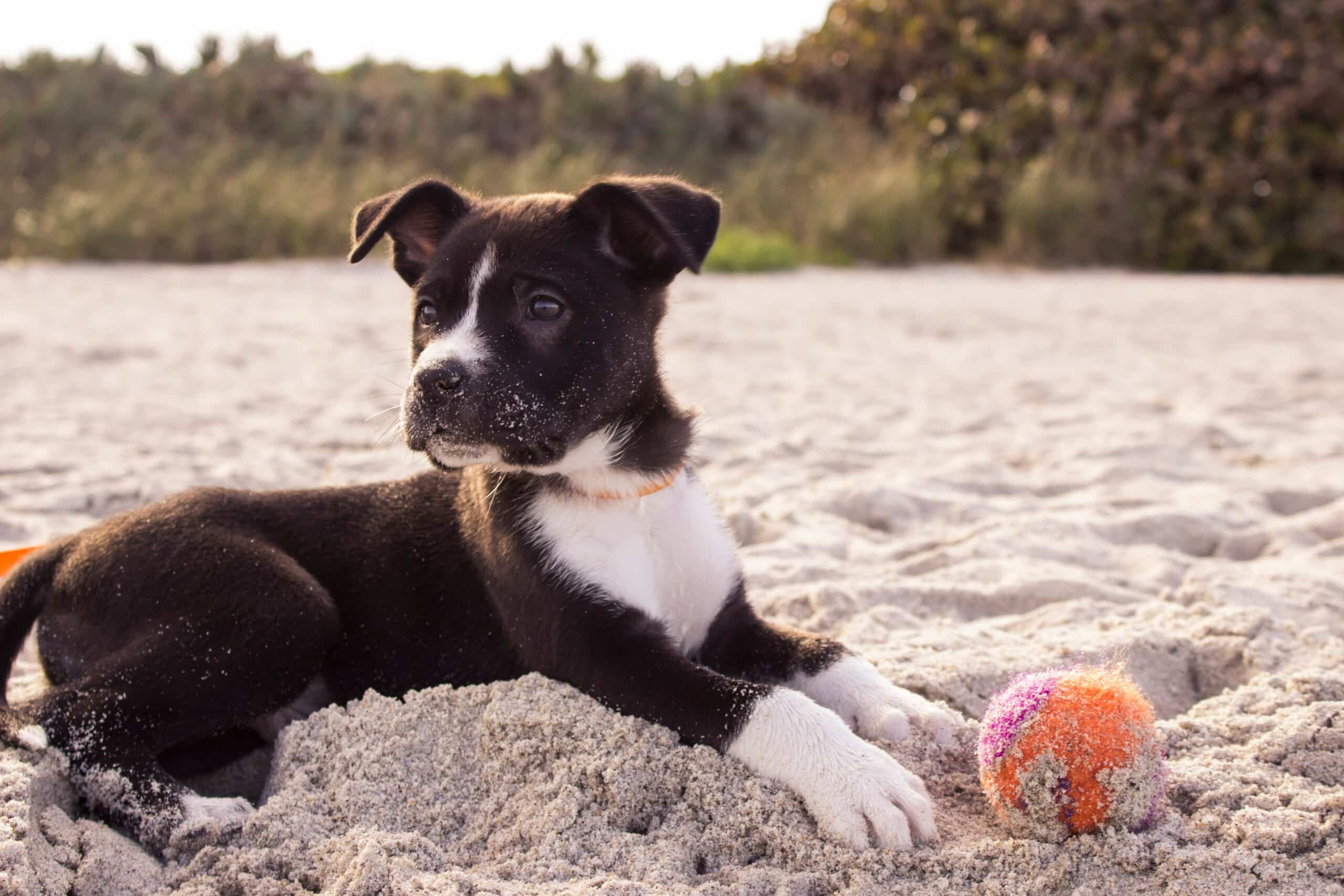 10 Dog-Friendly Hotels in Myrtle Beach for a Pawesome Vacation
