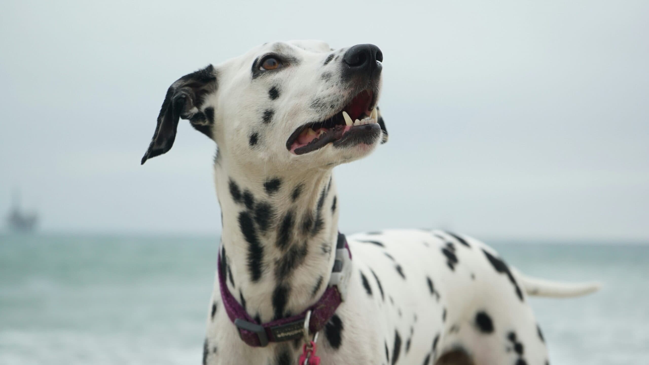 The Pet-Friendly Policy at Fairfield Inn: A Guide for Pet Owners