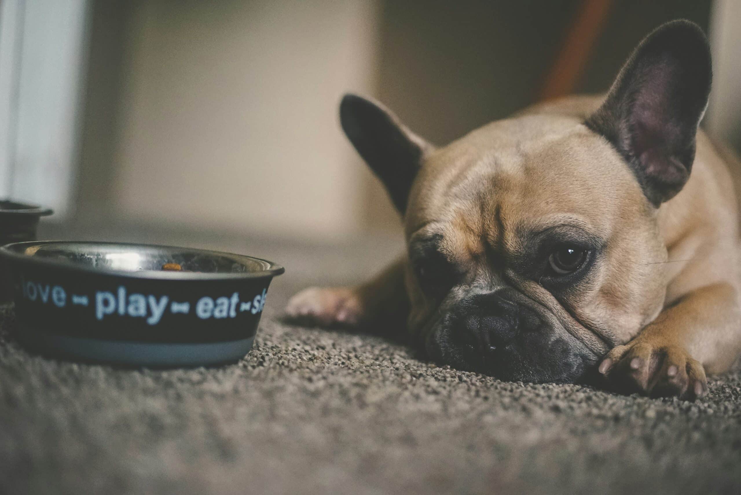 Understanding the Different Nutritional Needs of Dogs at Every Life Stage